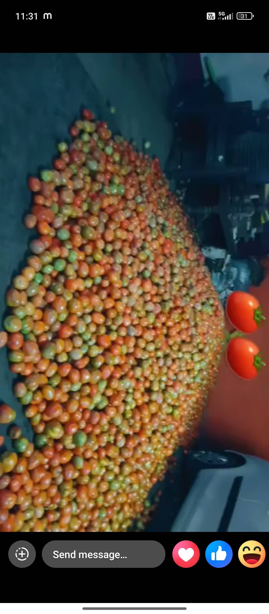 Atharva Tomato विक्रीसाठी, बेलगाम, कर्नाटक