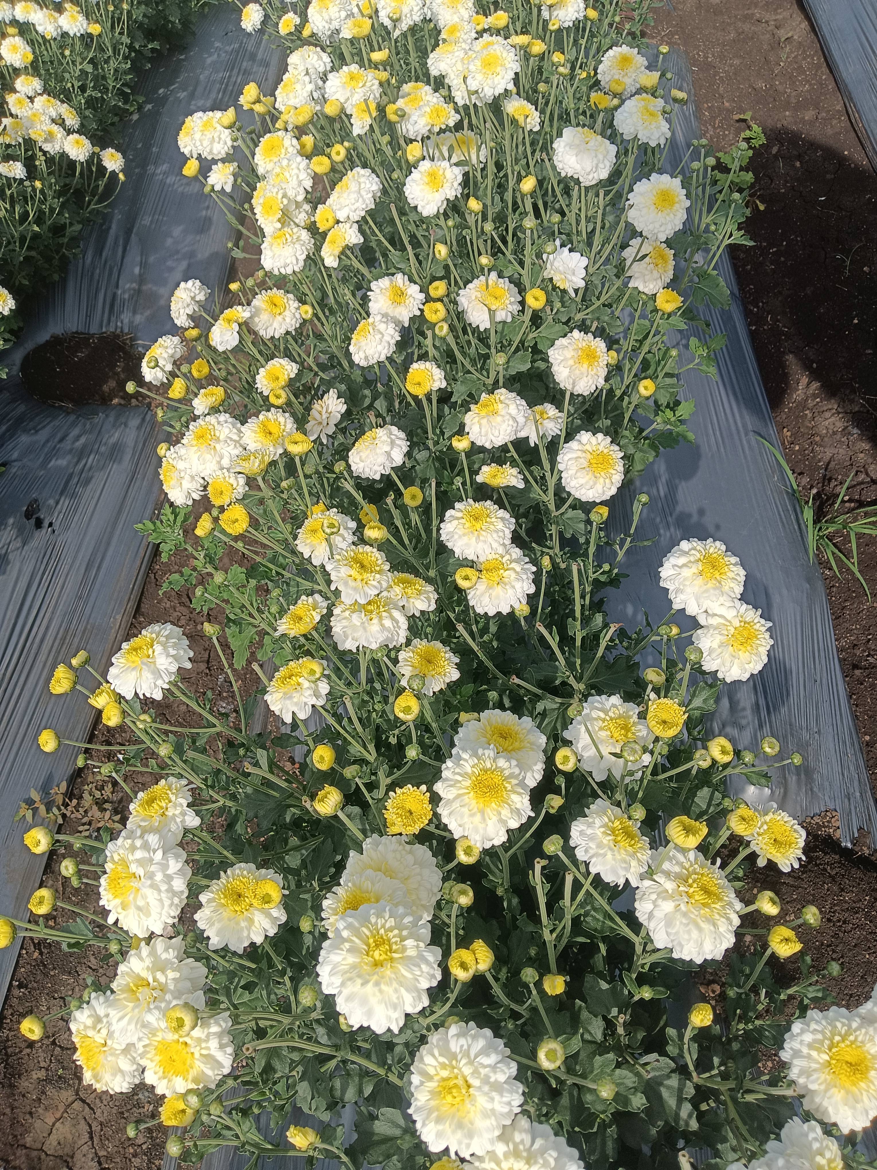 Chrysanthemums White Chrysanthemum