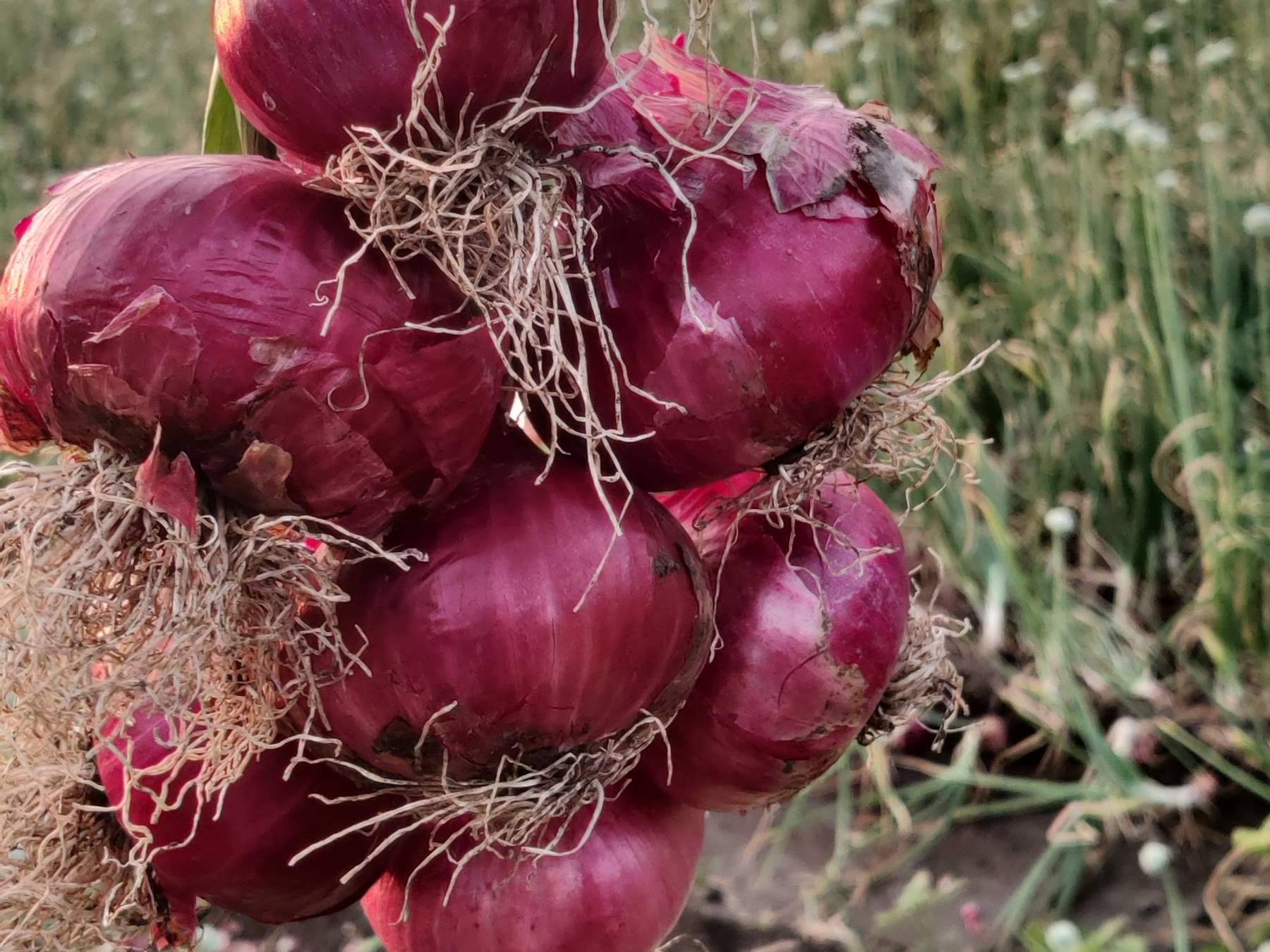 Red Onion विक्रीसाठी, नाशिक, महाराष्ट्र