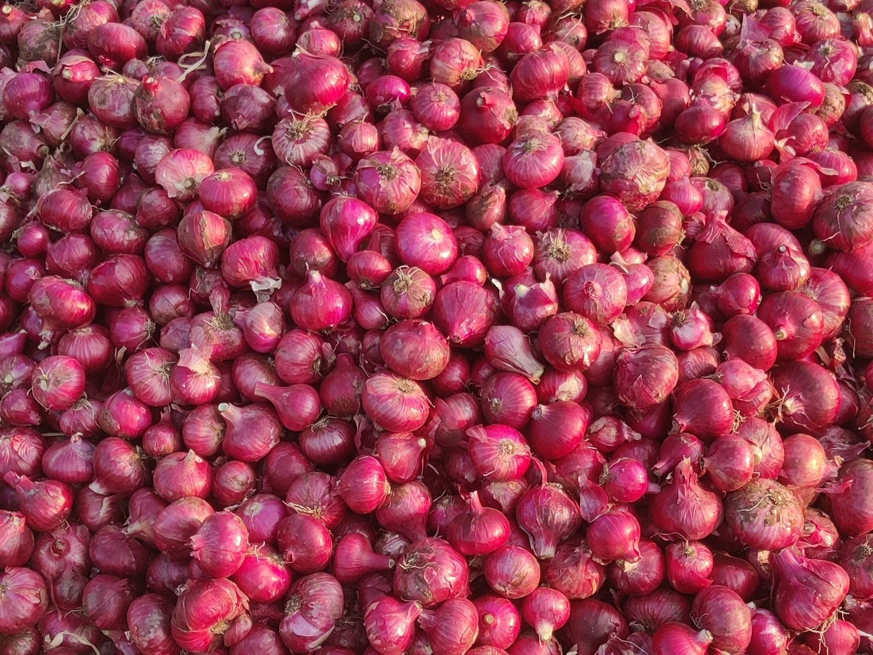 Red Onion विक्रीसाठी, नाशिक, महाराष्ट्र