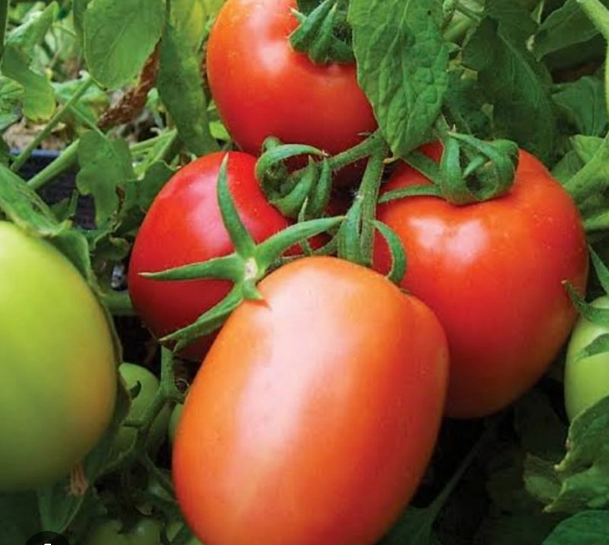 Vaishali Tomato for sale in Buldhana, Maharashtra