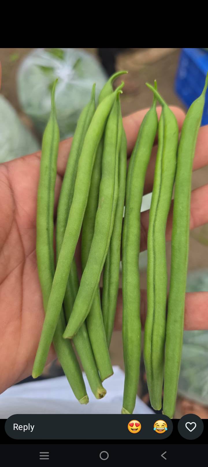 Yardlong Beans for sale in Pune, Maharashtra