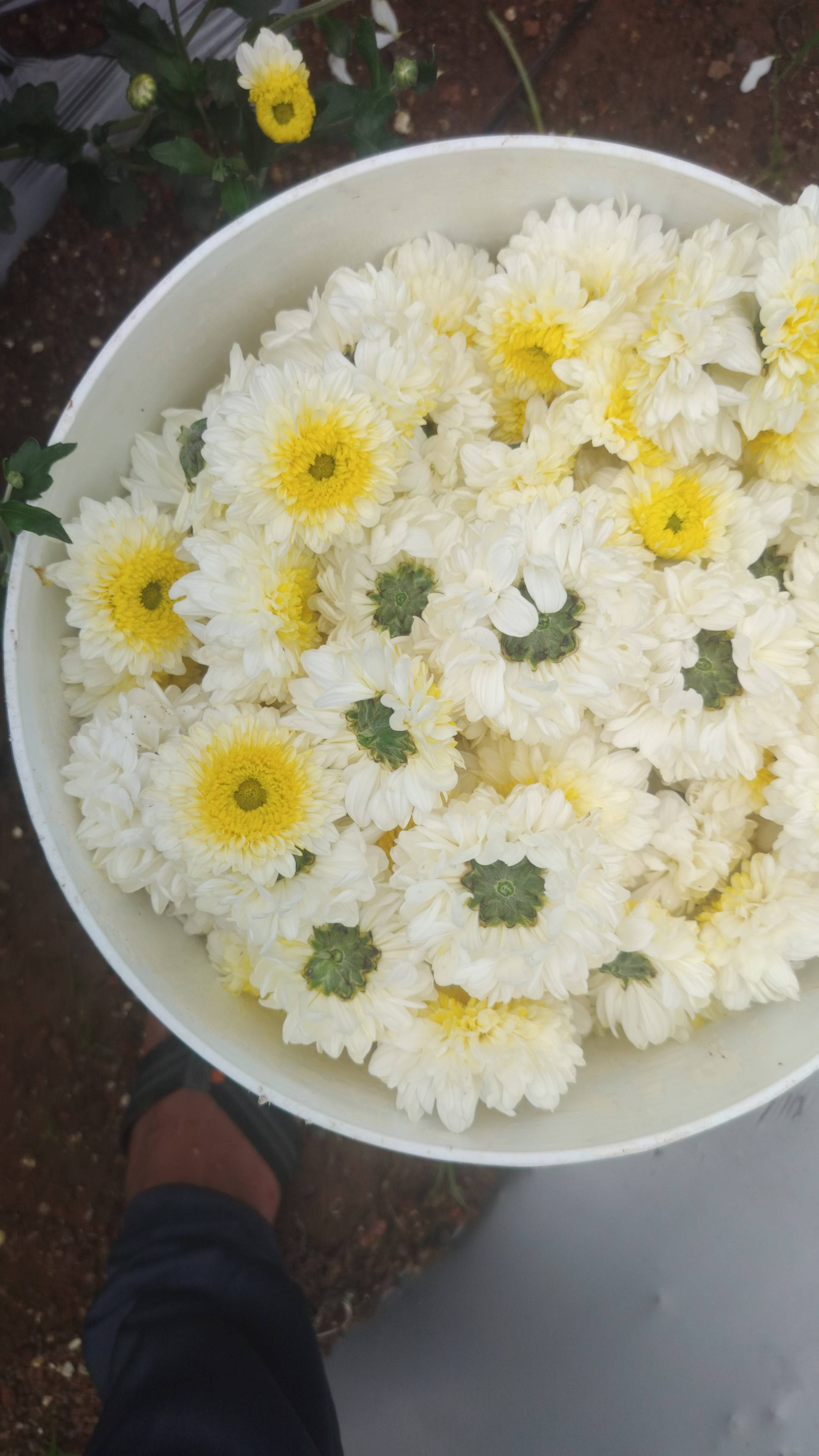 Chrysanthemums White Chrysanthemum