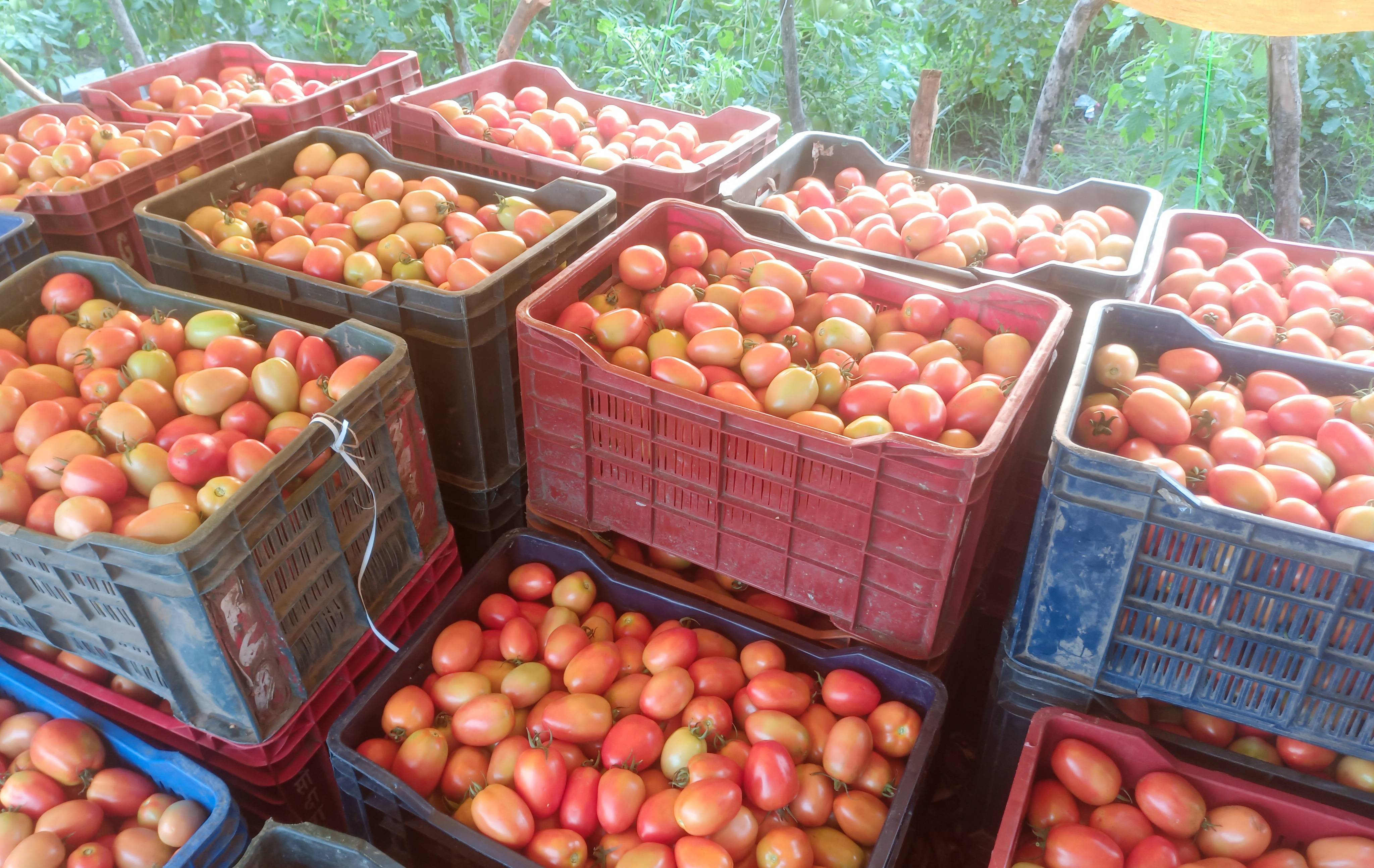 Atharva Tomato for sale in Dhule, Maharashtra