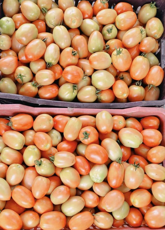 Atharva Tomato for sale in Dhule, Maharashtra