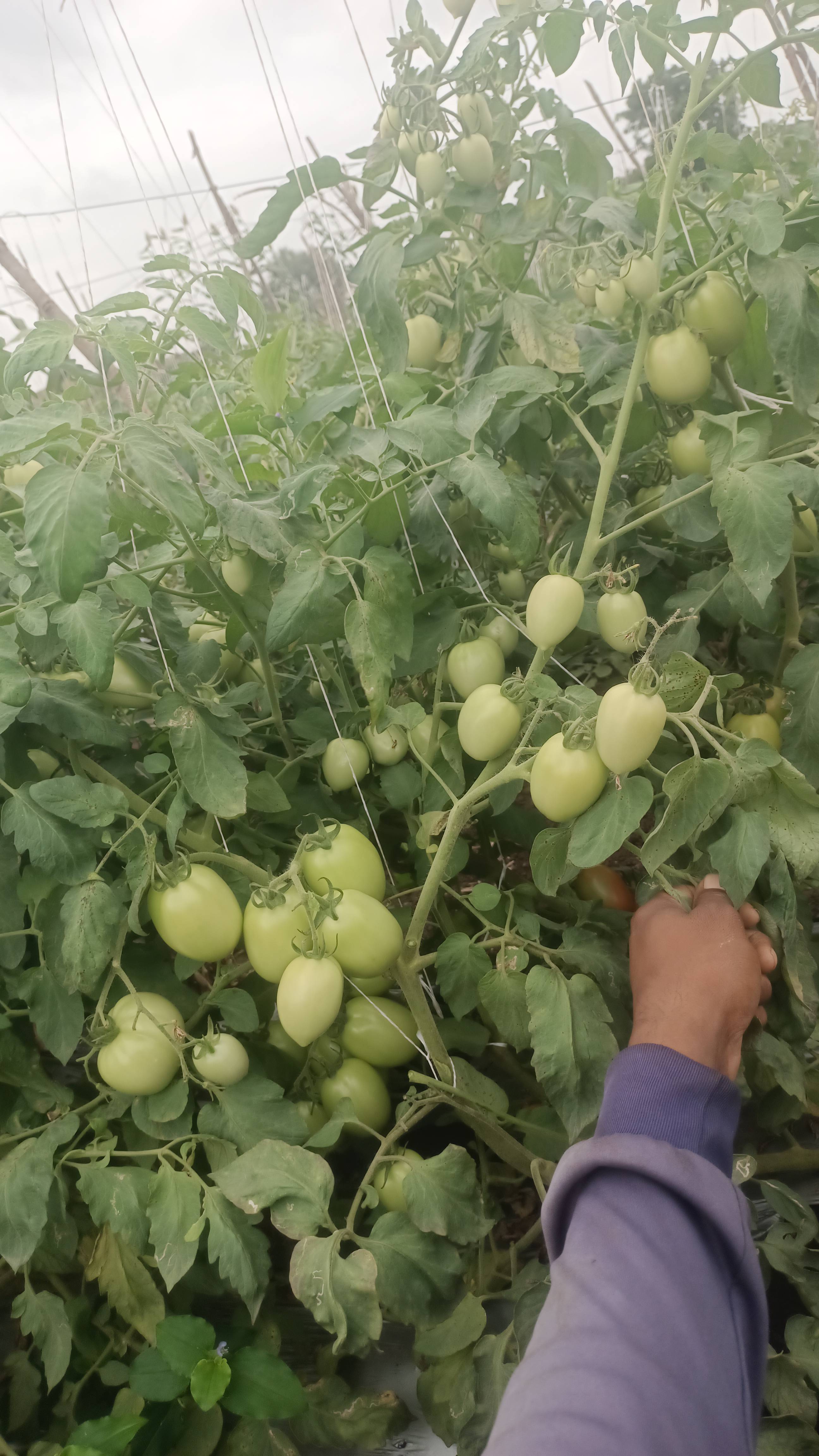 Atharva Tomato for sale in Dhule, Maharashtra