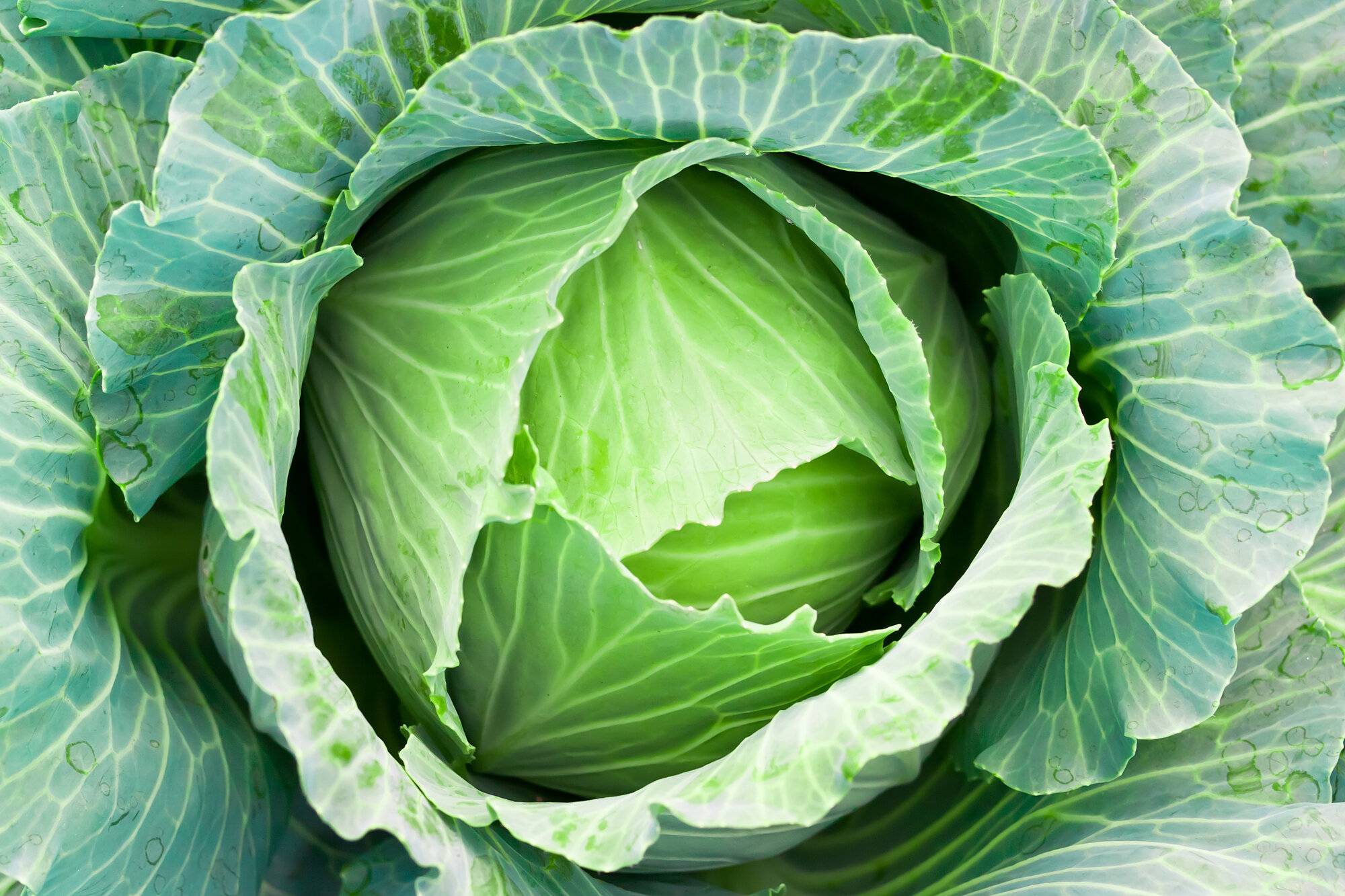 Green Cabbage for sale in Betul, Madhya Pradesh