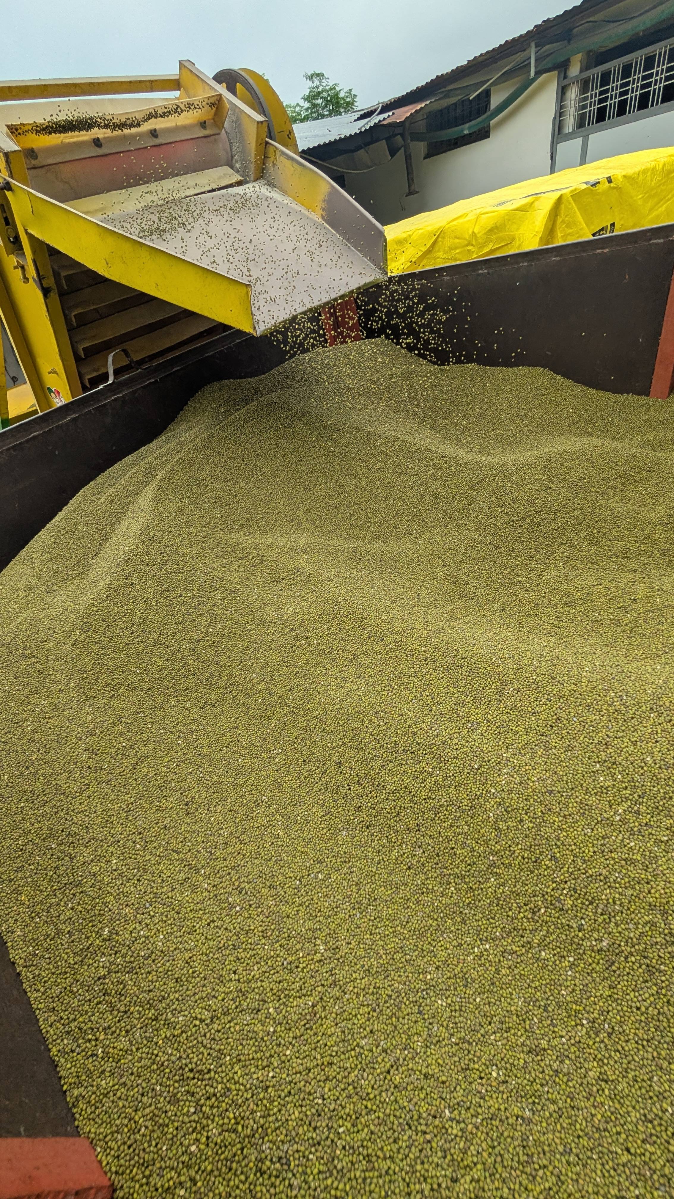 Green Gram (Moong) K851