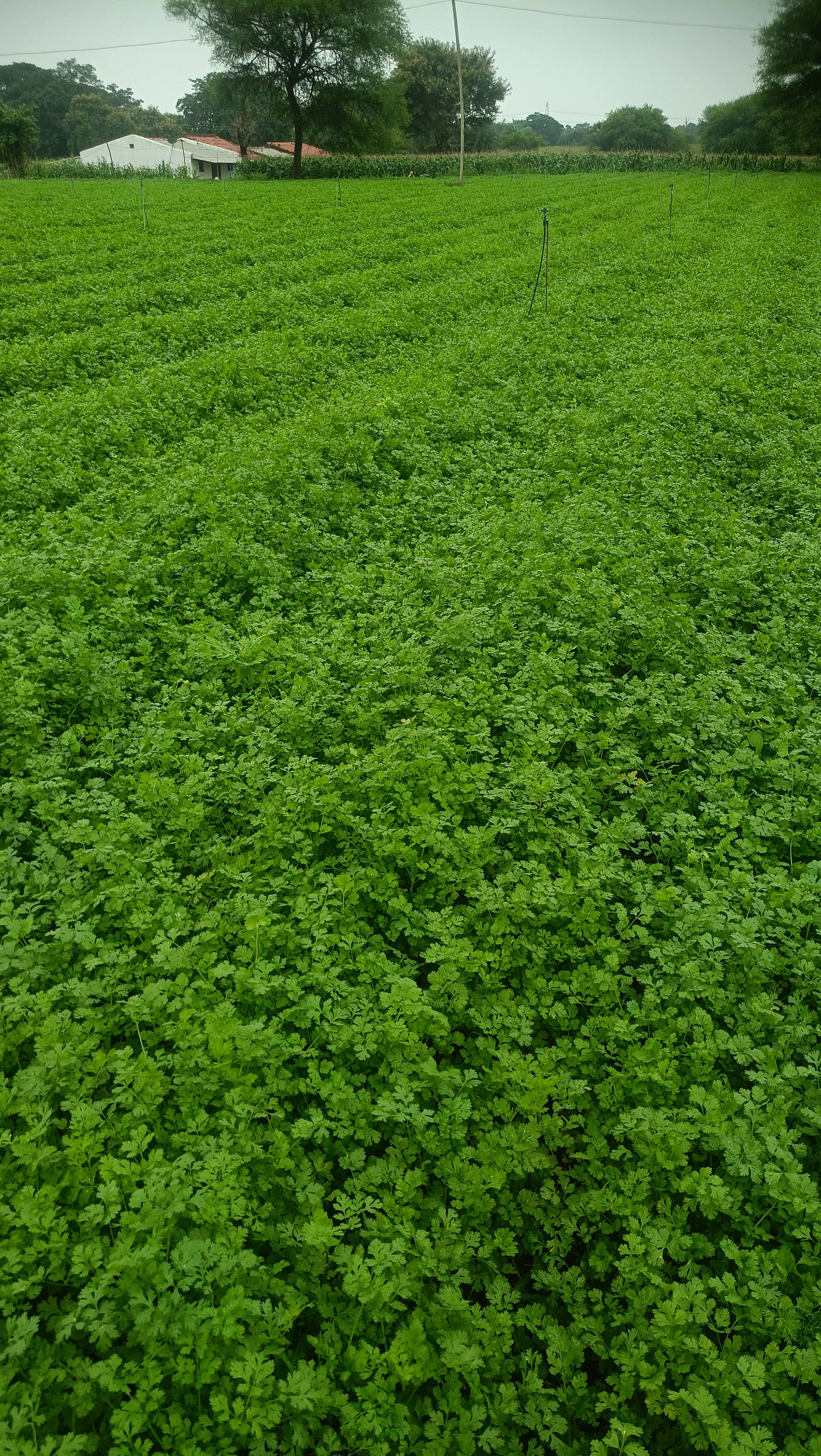Coriander Leave विक्रीसाठी, छिंदवाडा, मध्य प्रदेश