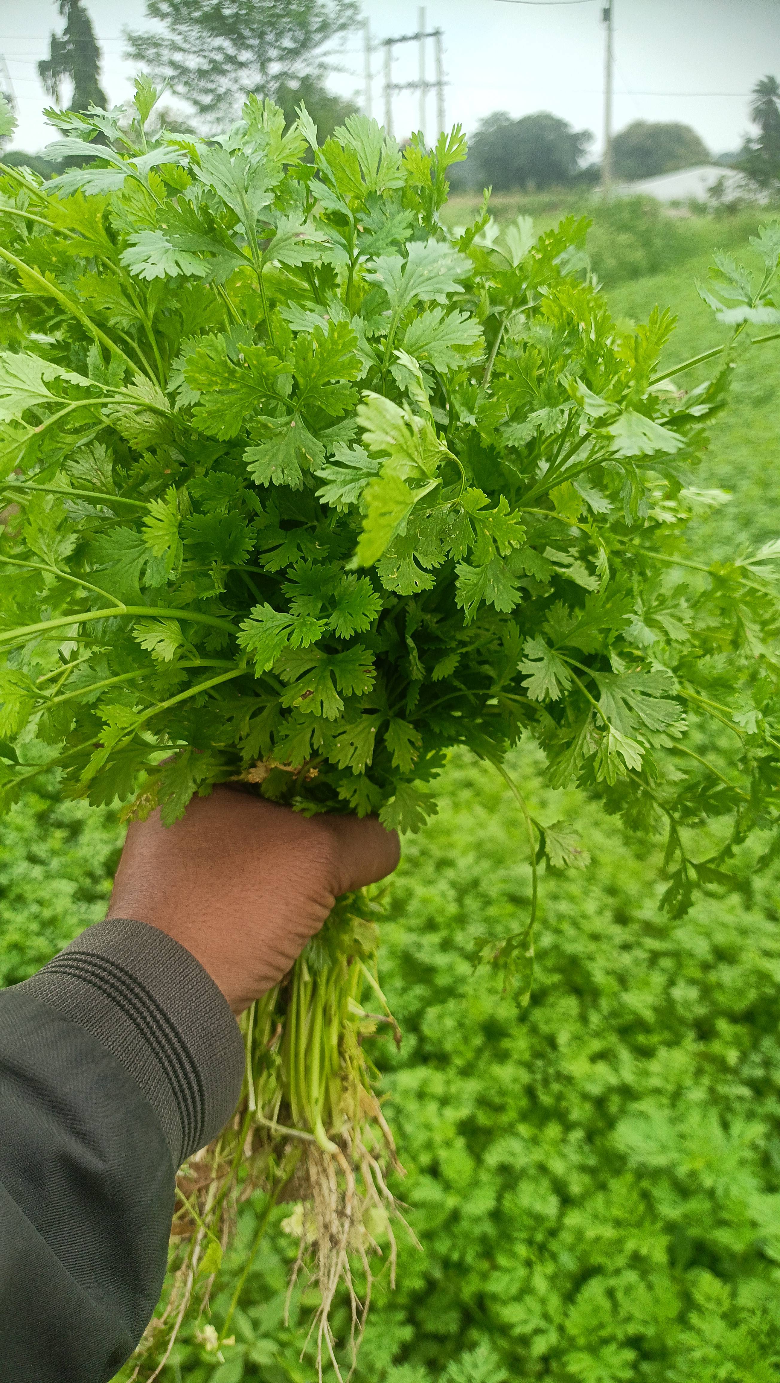 Coriander Leave विक्रीसाठी, छिंदवाडा, मध्य प्रदेश