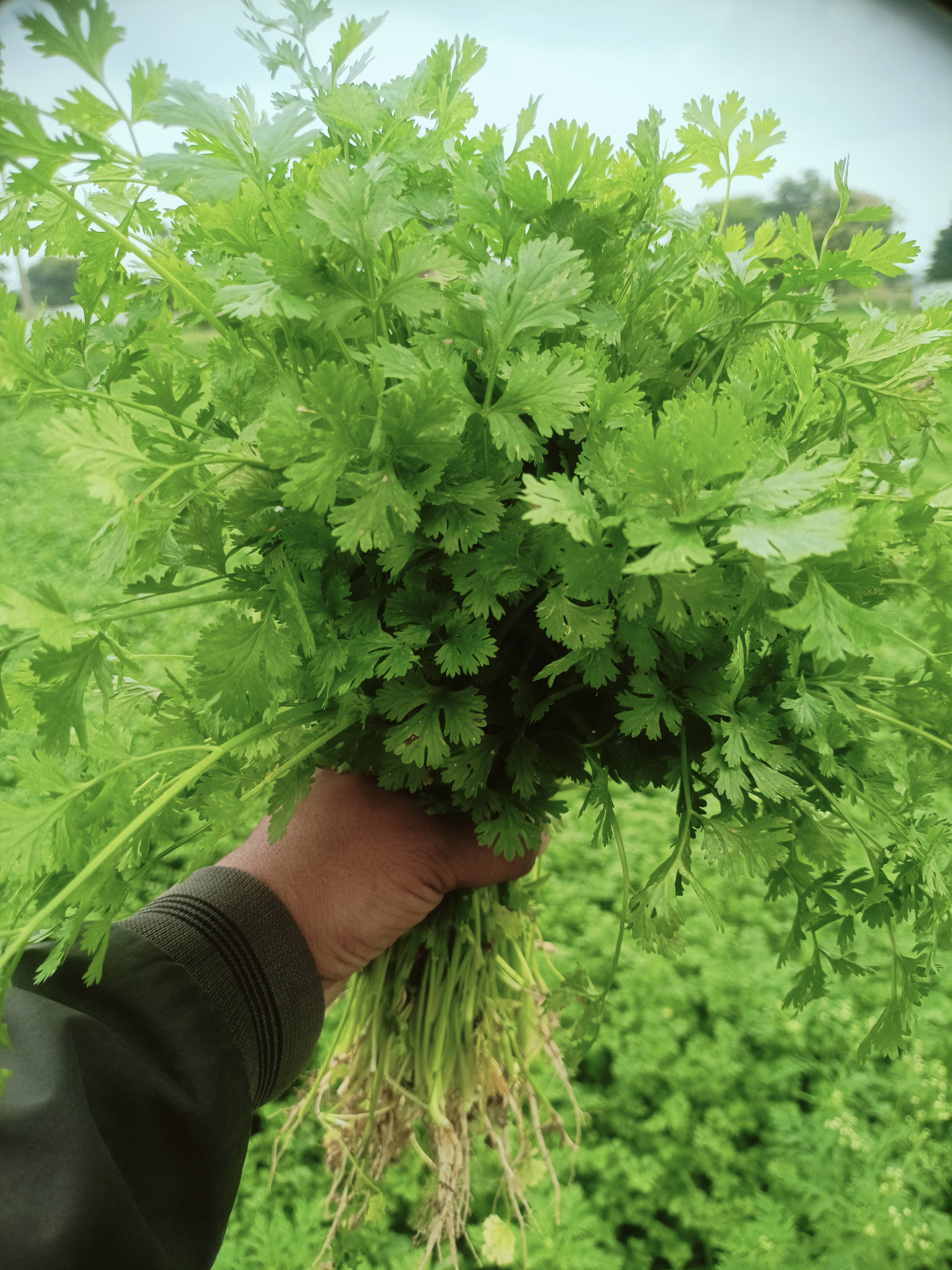 Coriander Leave विक्रीसाठी, छिंदवाडा, मध्य प्रदेश