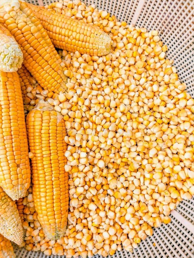 Pod Corn for sale in Hoshangabad, Madhya Pradesh