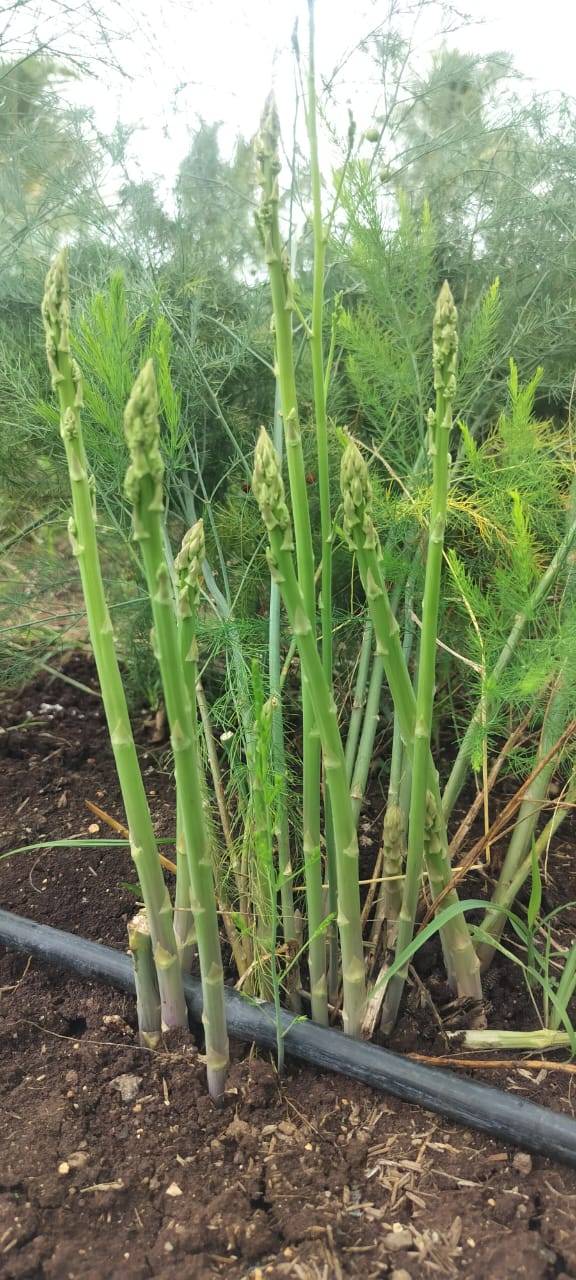 Asparagus for sale in Nashik, Maharashtra