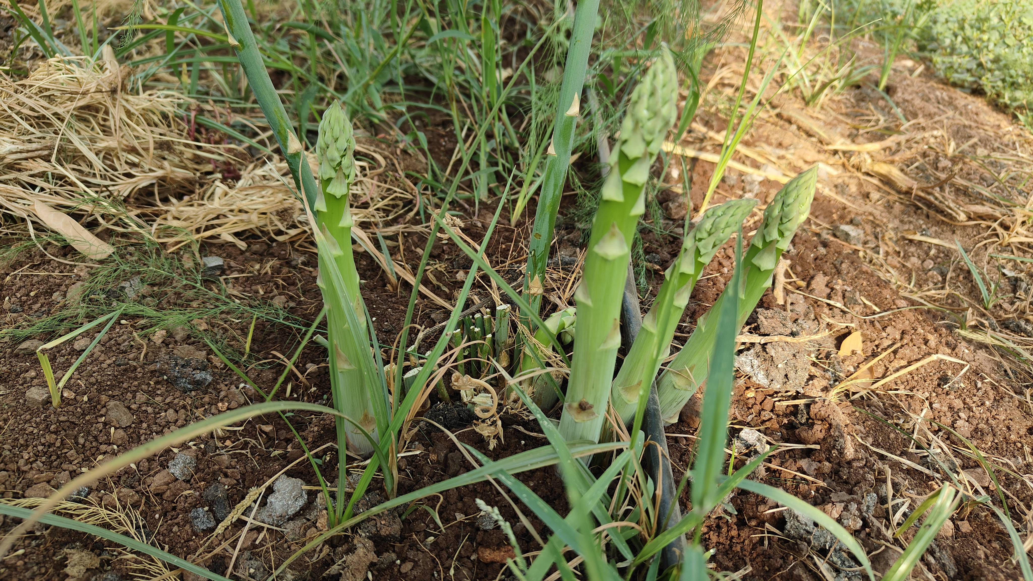 Asparagus for sale in Nashik, Maharashtra