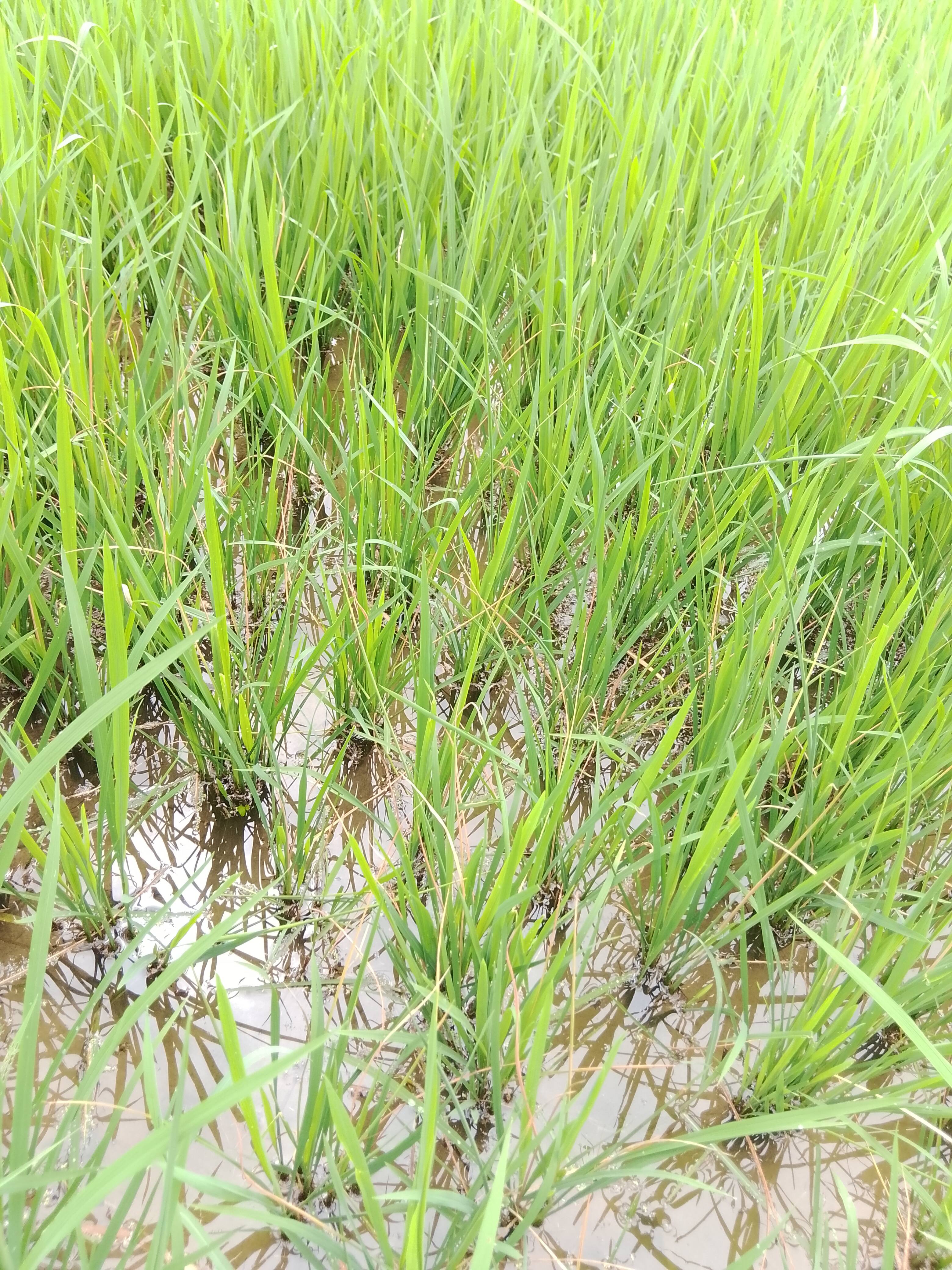 Paddy Paddy 1010