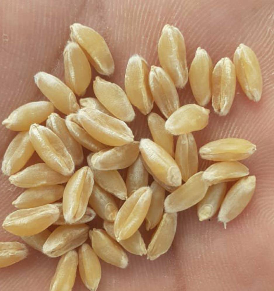 Emmer Wheat विक्रीसाठी, सिवनी, मध्य प्रदेश