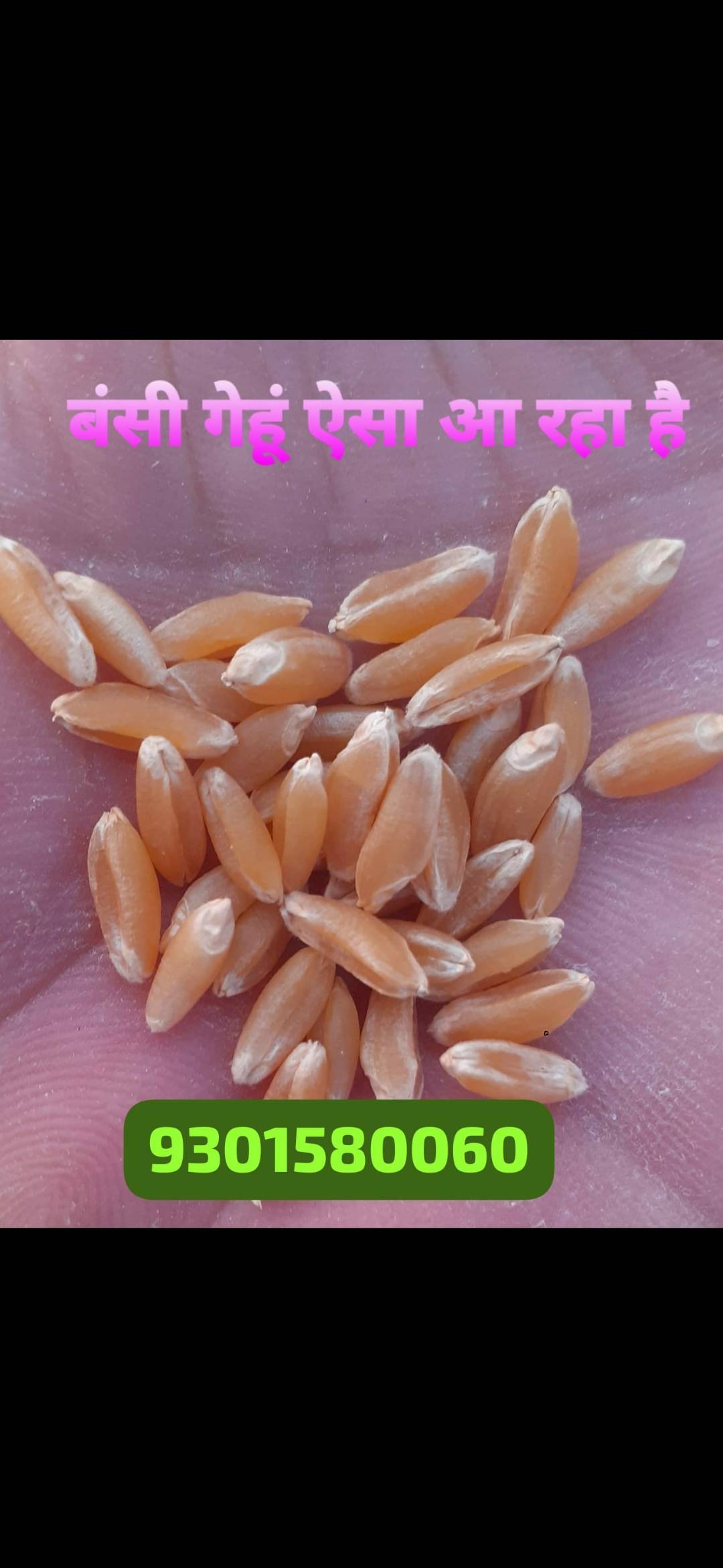 Emmer Wheat विक्रीसाठी, सिवनी, मध्य प्रदेश