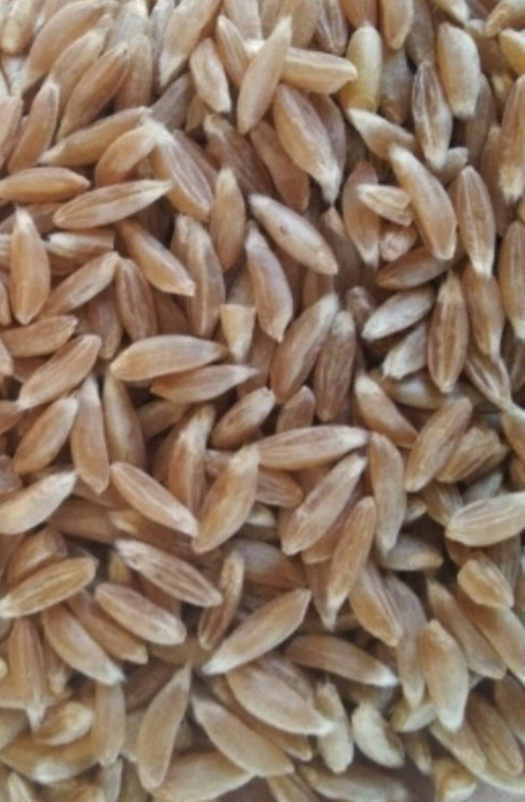 Emmer Wheat विक्रीसाठी, सिवनी, मध्य प्रदेश