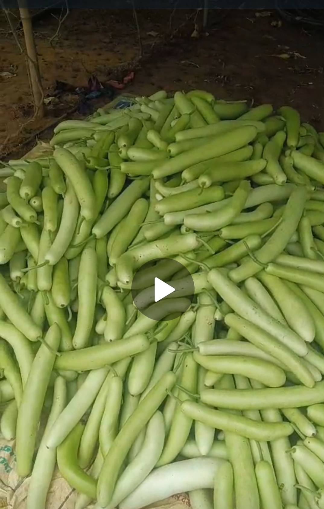 Pusa Summer Long बिक्री के लिए, रेवाड़ी, हरियाणा