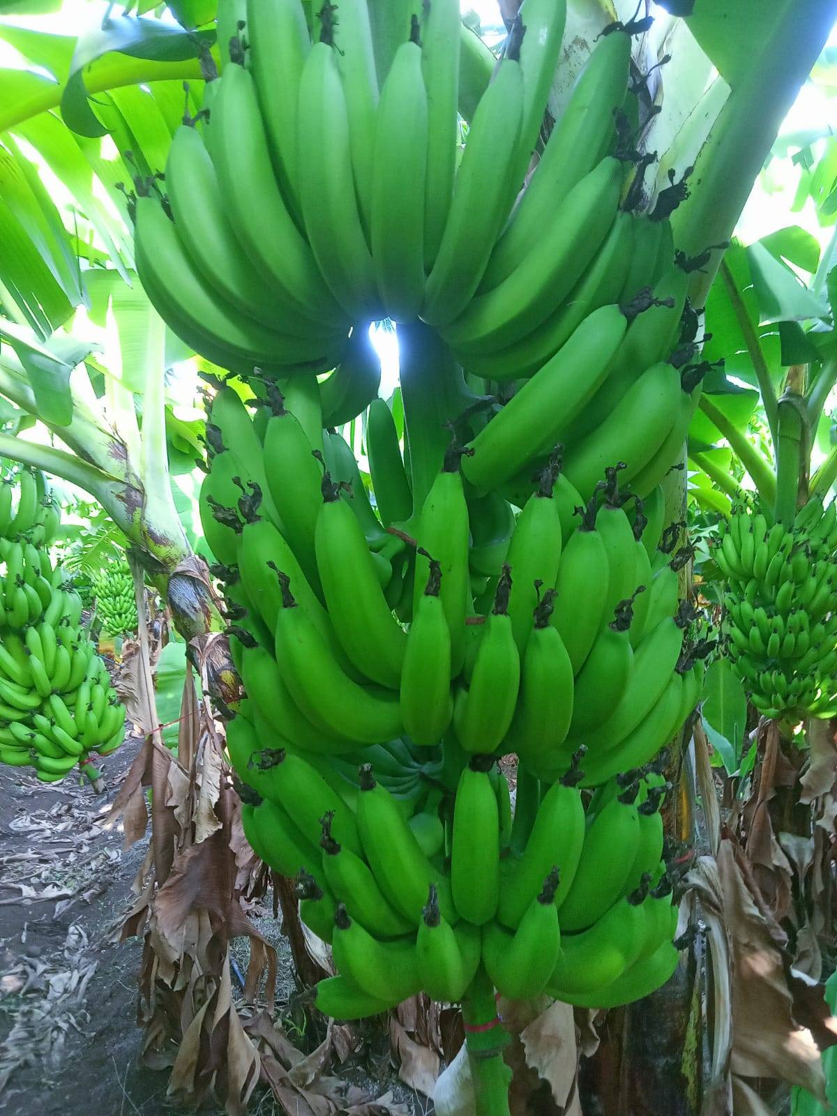 केळी Grand Naine (G9) Banana