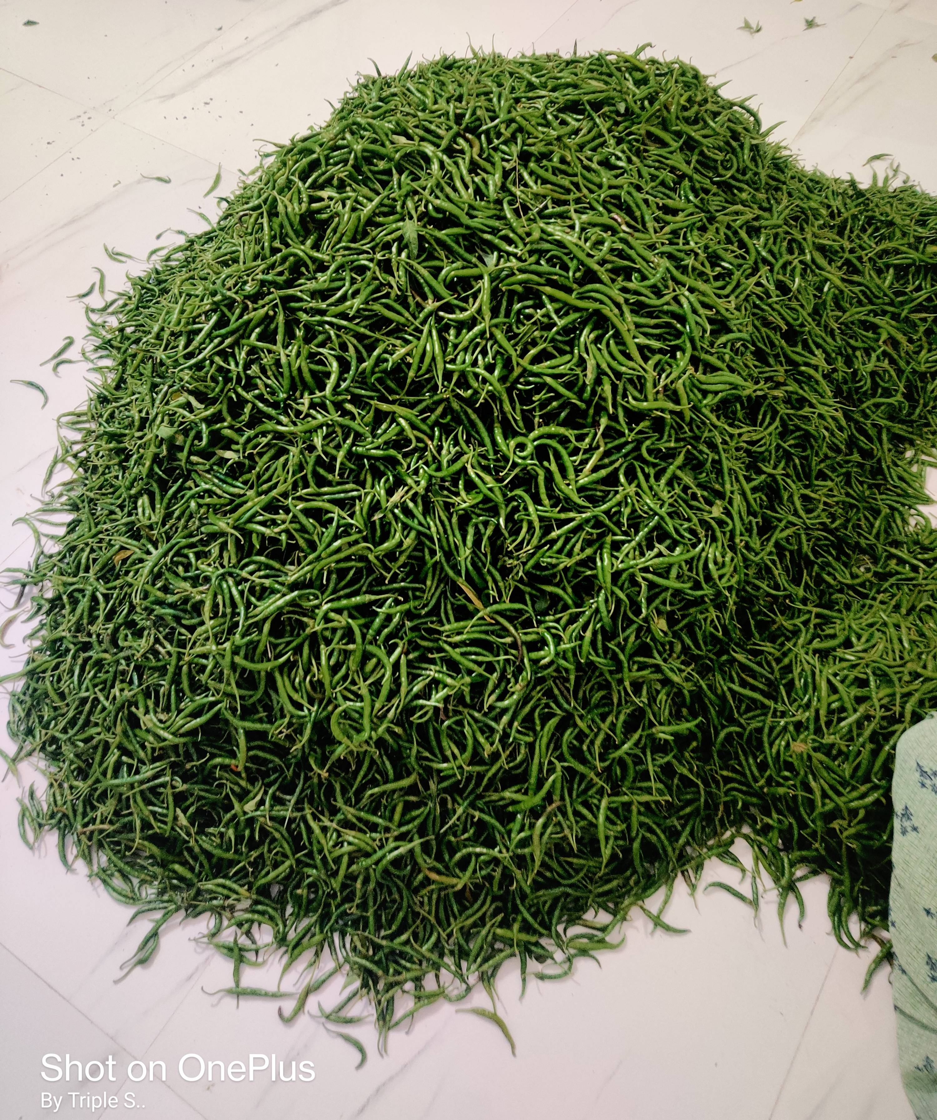 Green Chilli विक्रीसाठी, अहिल्यानगर, महाराष्ट्र