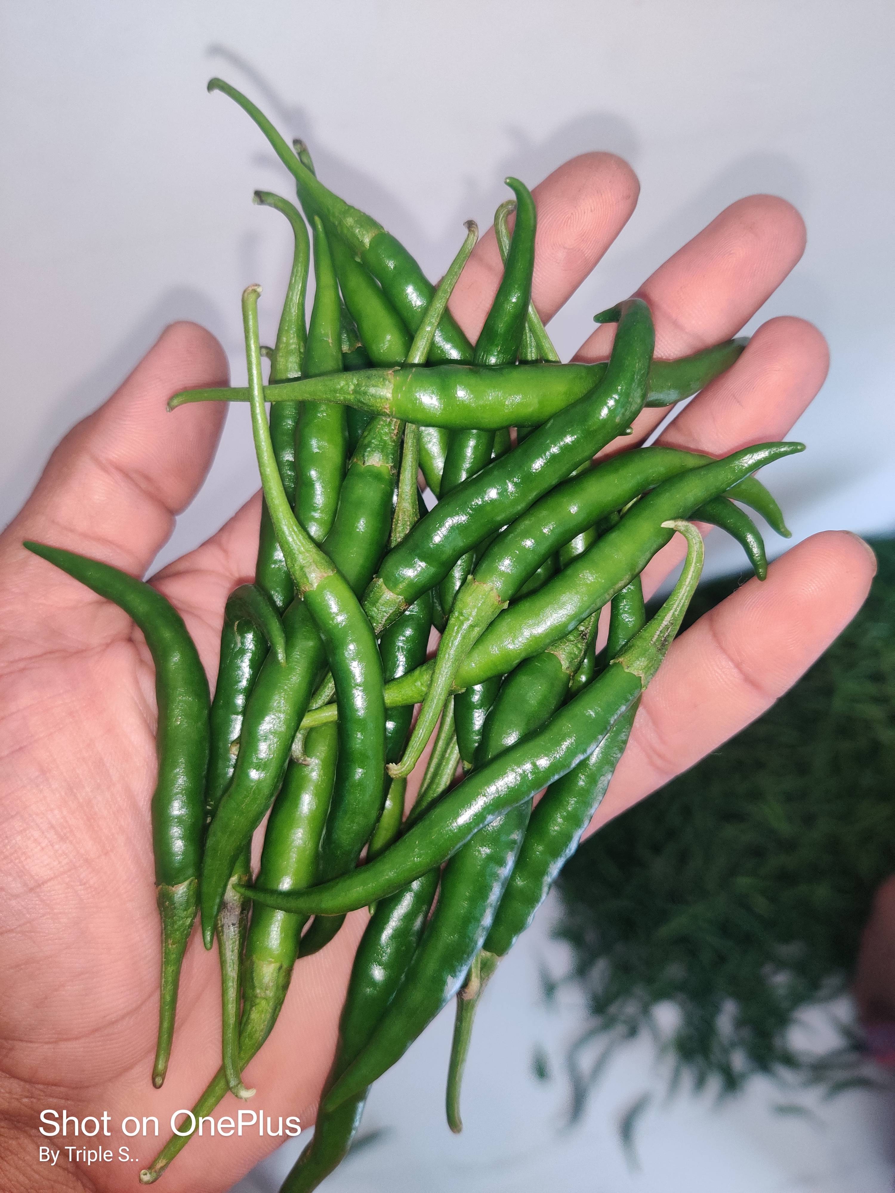 Green Chilli विक्रीसाठी, अहिल्यानगर, महाराष्ट्र