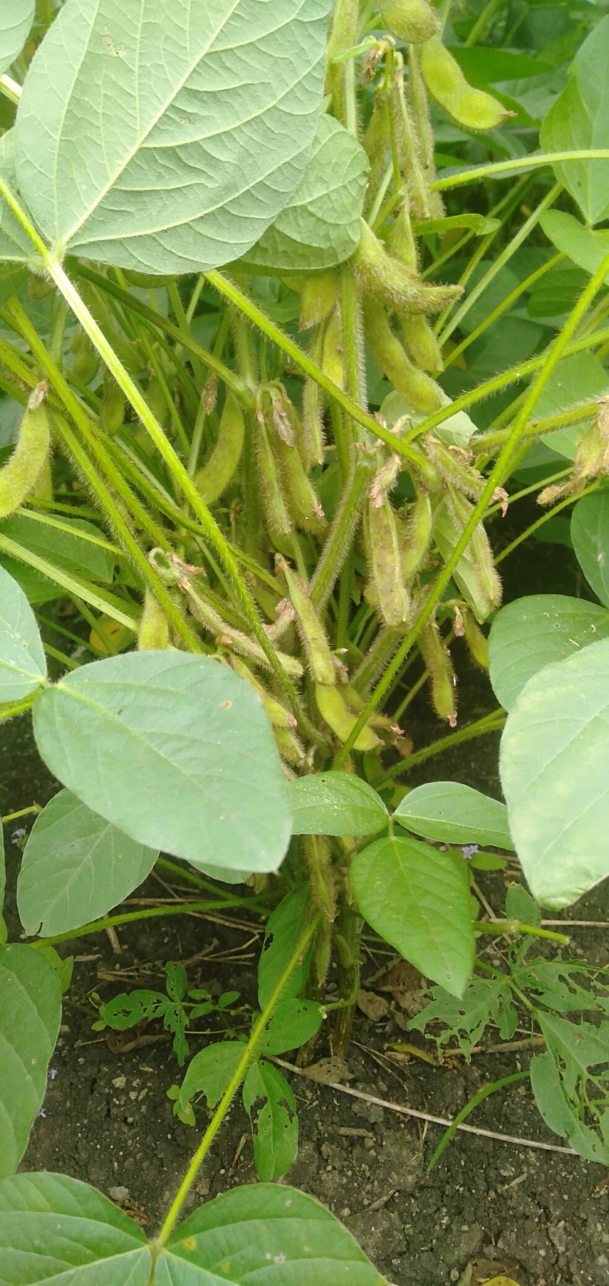 Yellow Soybean बिक्री के लिए, इंदौर, मध्य प्रदेश