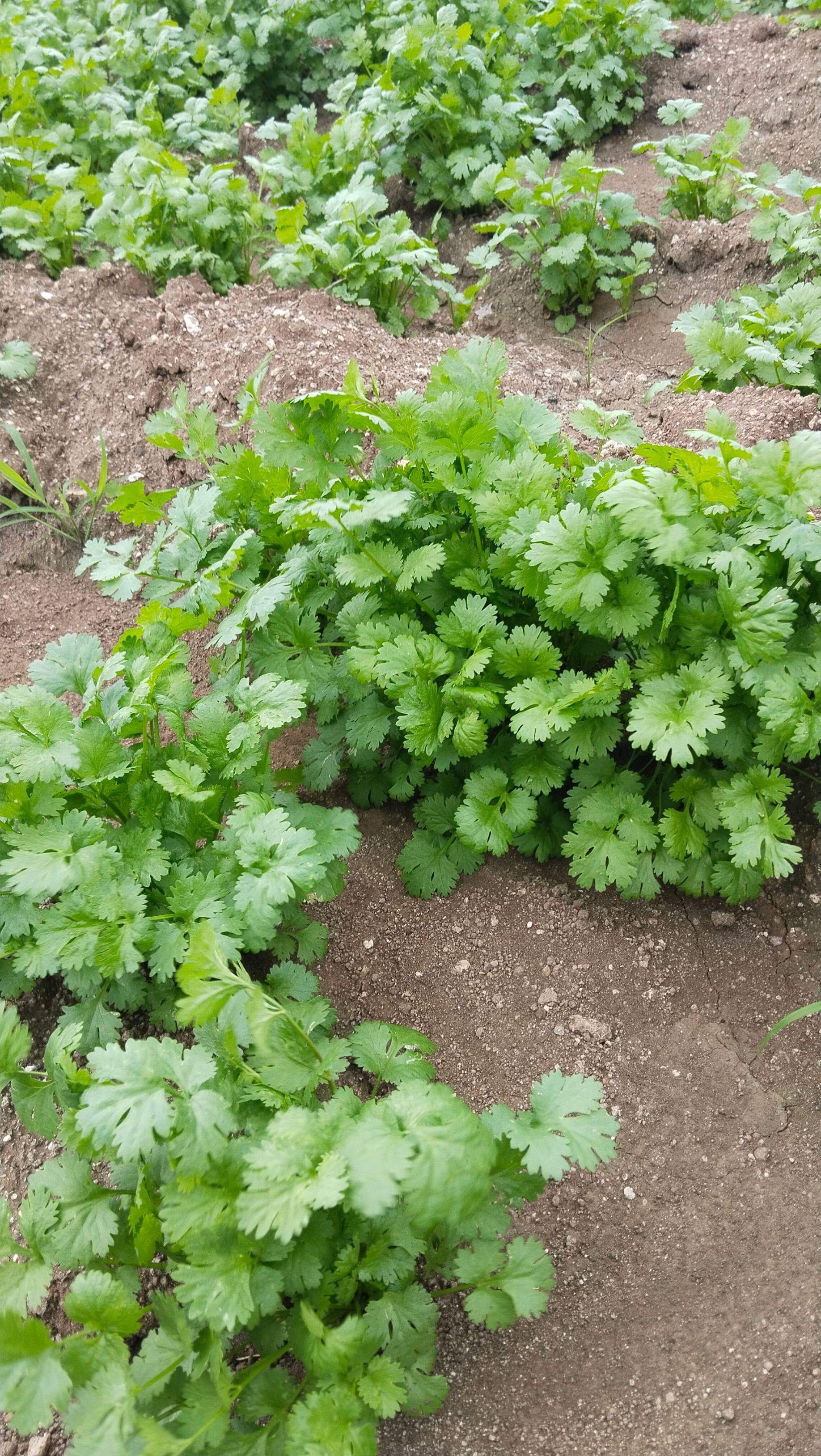 Coriander Leave बिक्री के लिए, नासिक, महाराष्ट्र