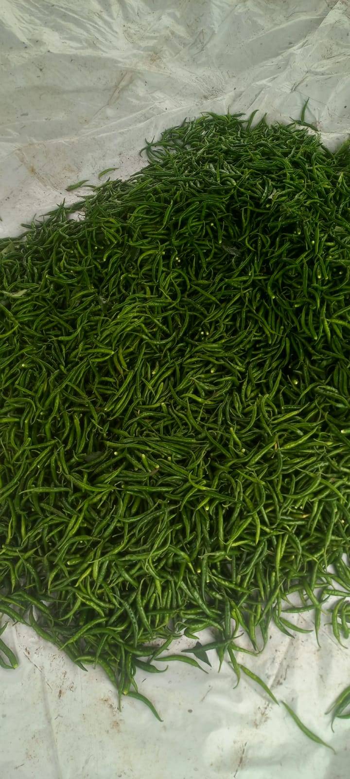 G4 Chilli for sale in Vadodara, Gujarat