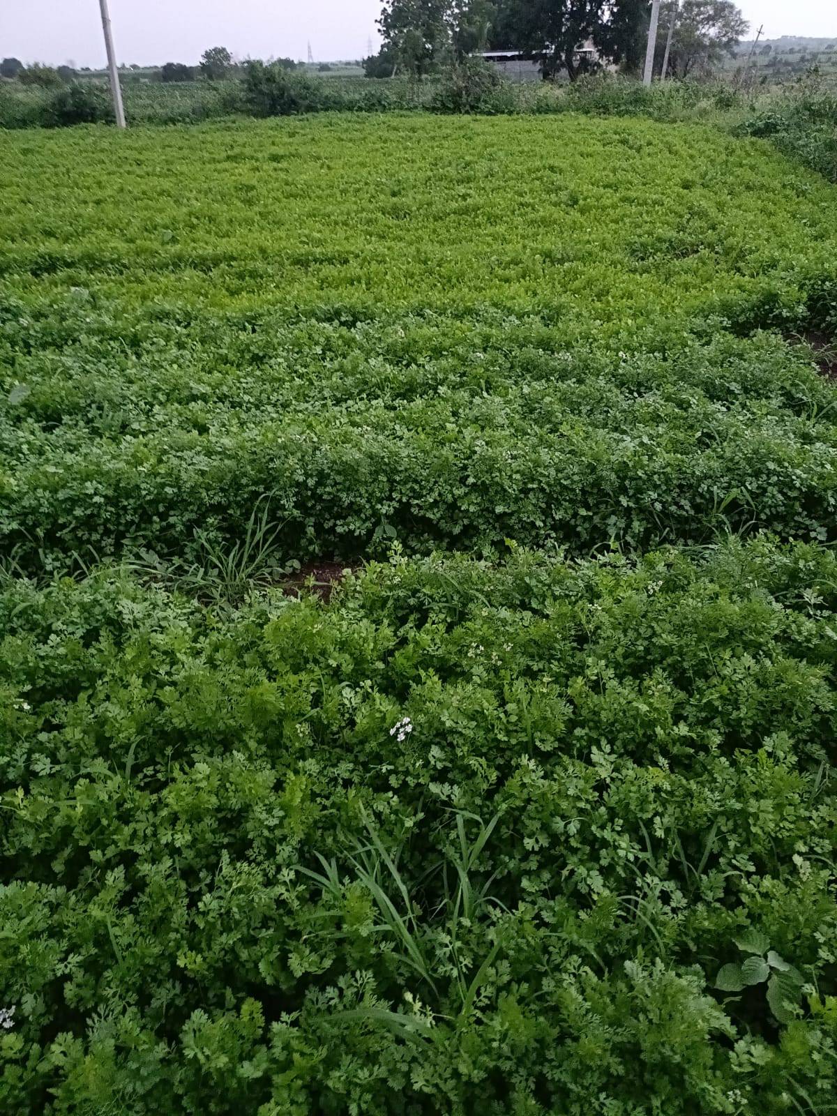 Coriander Leave विक्रीसाठी, बीदर, कर्नाटक