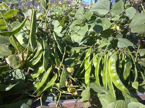 Broad Beans विक्रीसाठी, यवतमाळ, महाराष्ट्र