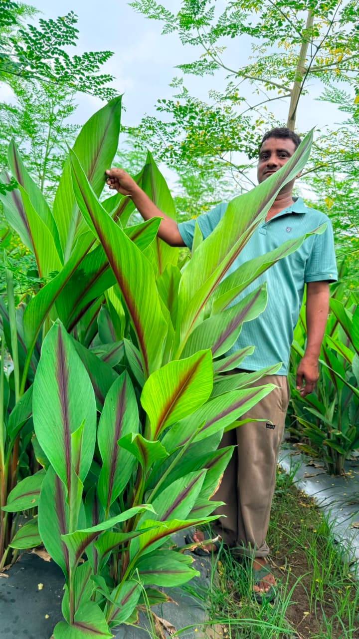 Turmeric Black Turmeric
