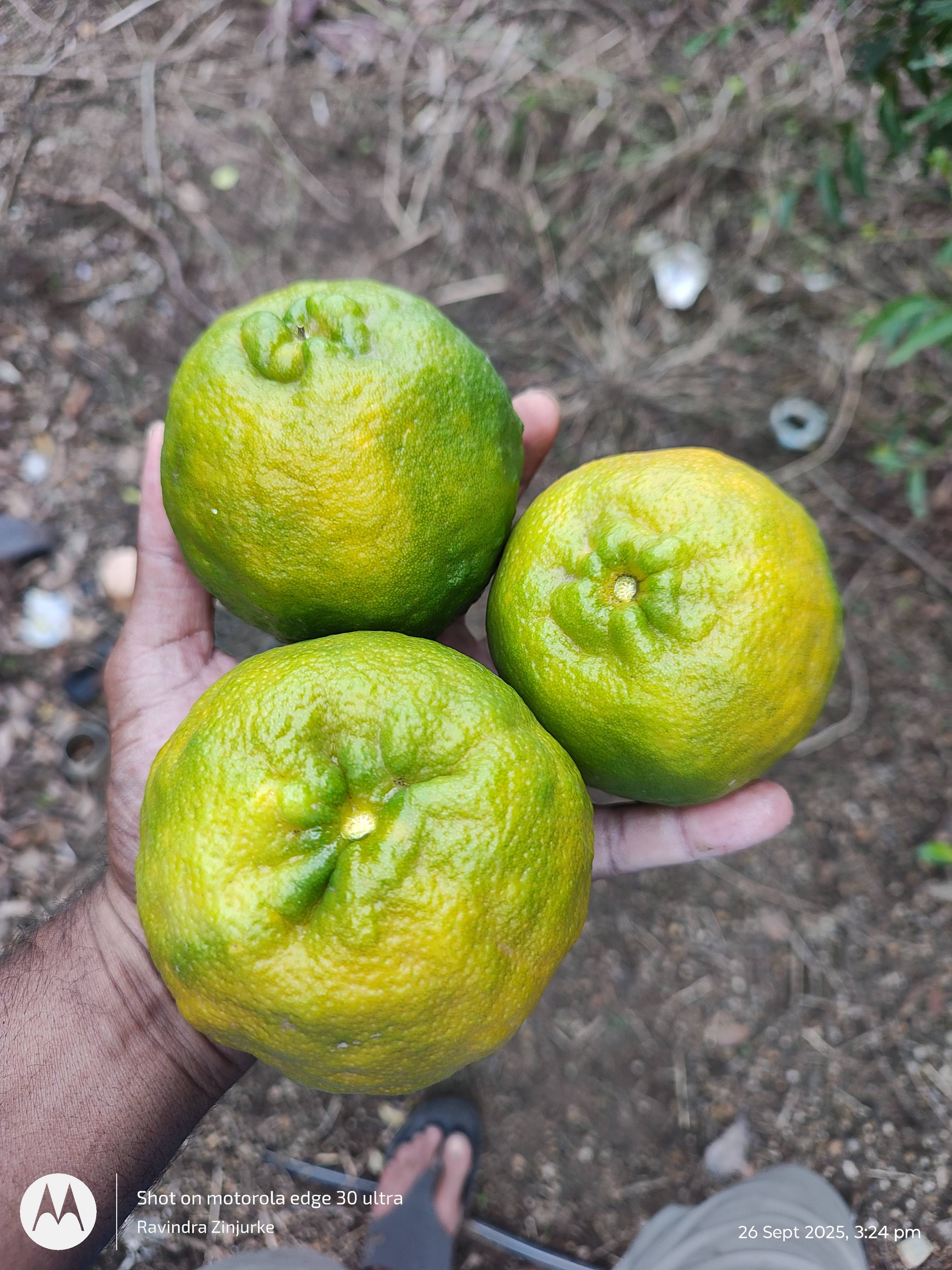 Nagpur Orange for sale in Beed, Maharashtra
