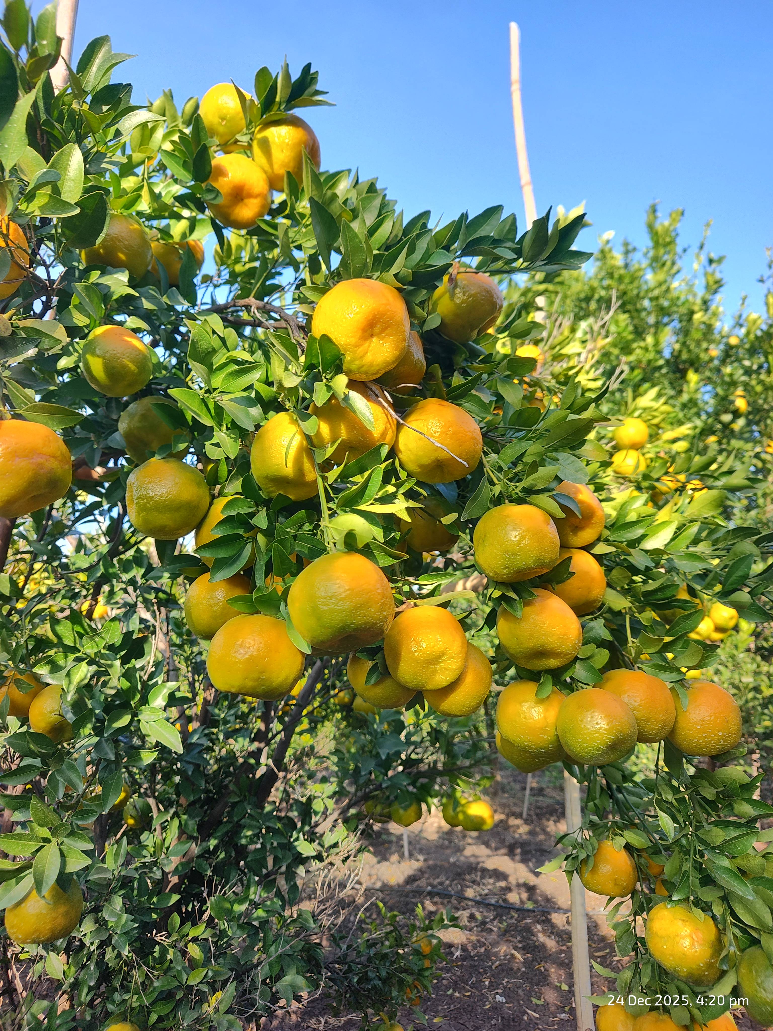 संत्रा Nagpur Orange