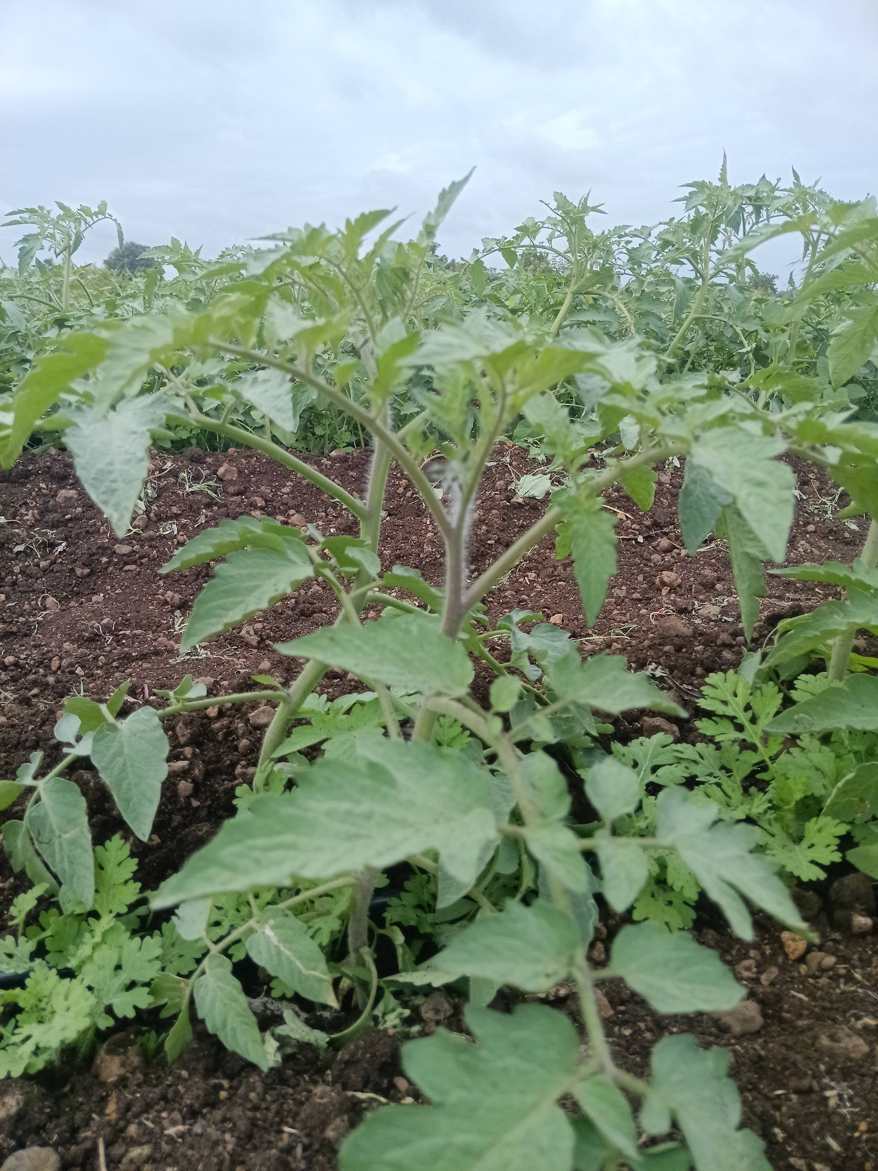 Saaho Tomato बिक्री के लिए, अहिल्यानगर, महाराष्ट्र