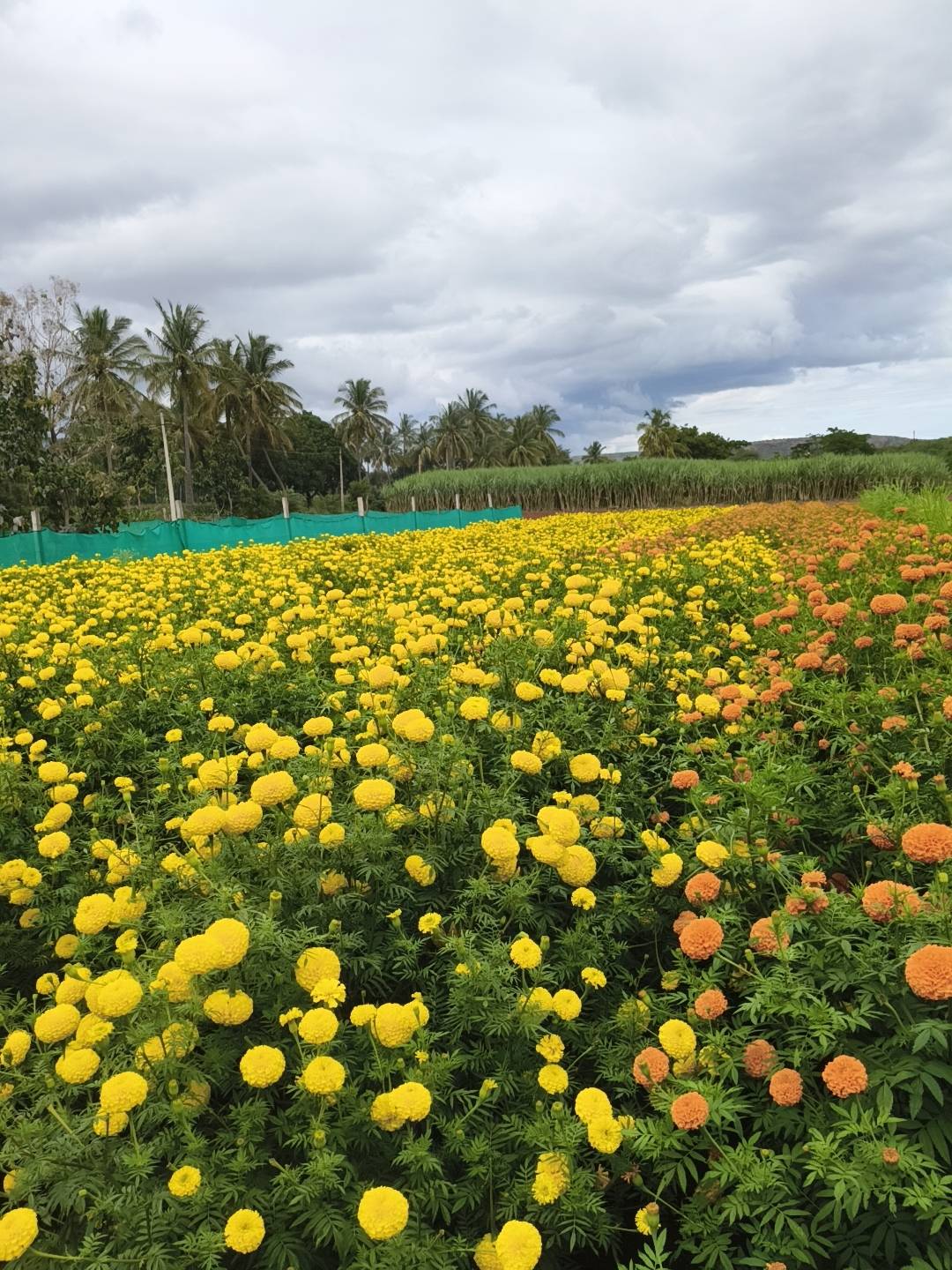 Marigold Yellow Marigold
