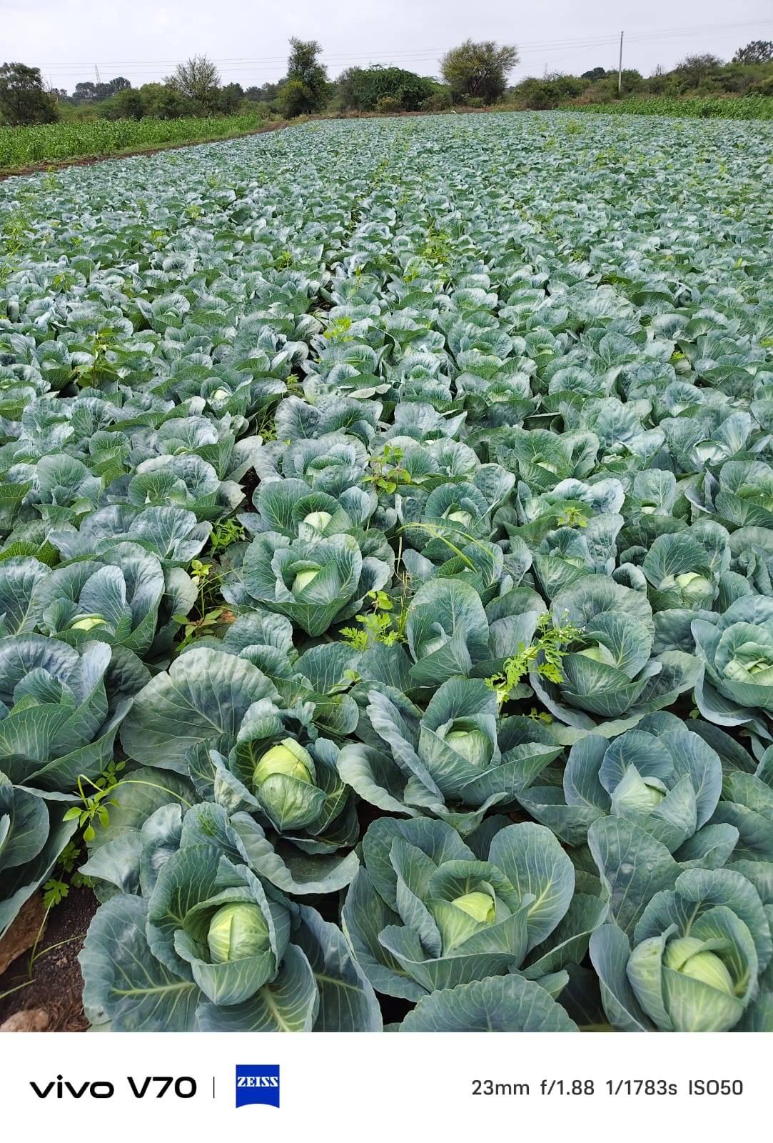 Green Cabbage विक्रीसाठी, अहिल्यानगर, महाराष्ट्र