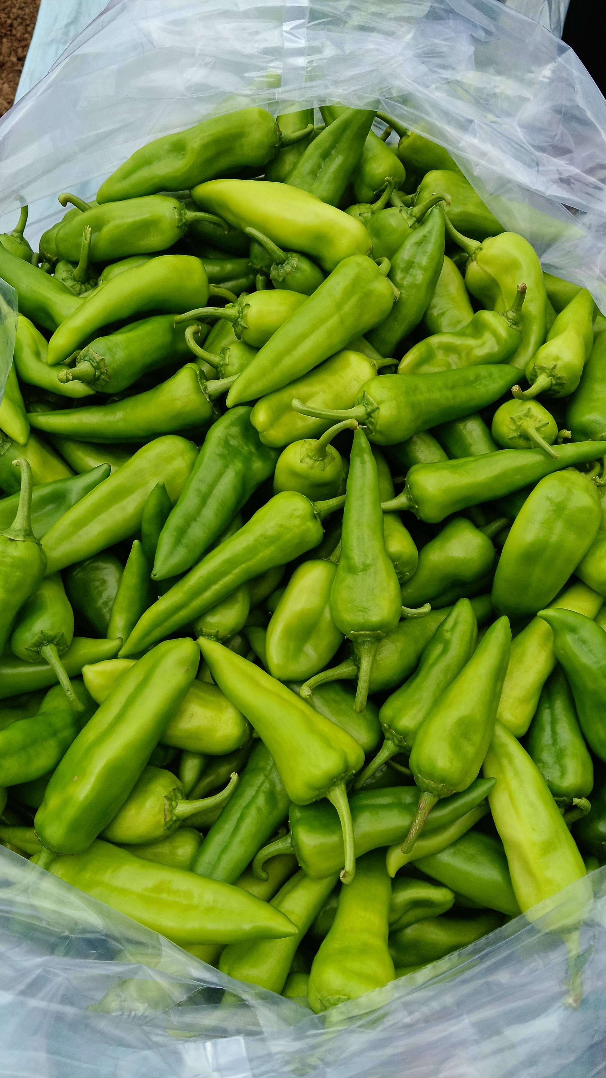 Bhavnagri Chilli विक्रीसाठी, मेहसाणा, गुजरात