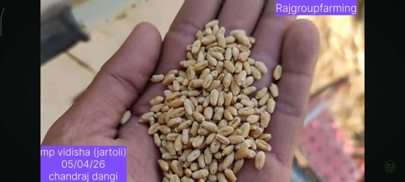 Sharbati Wheat for sale in Vidisha, Madhya Pradesh