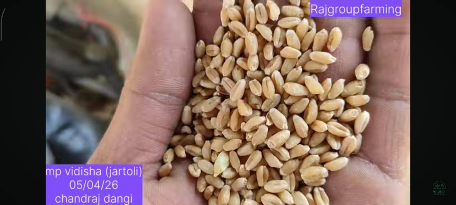Sharbati Wheat for sale in Vidisha, Madhya Pradesh