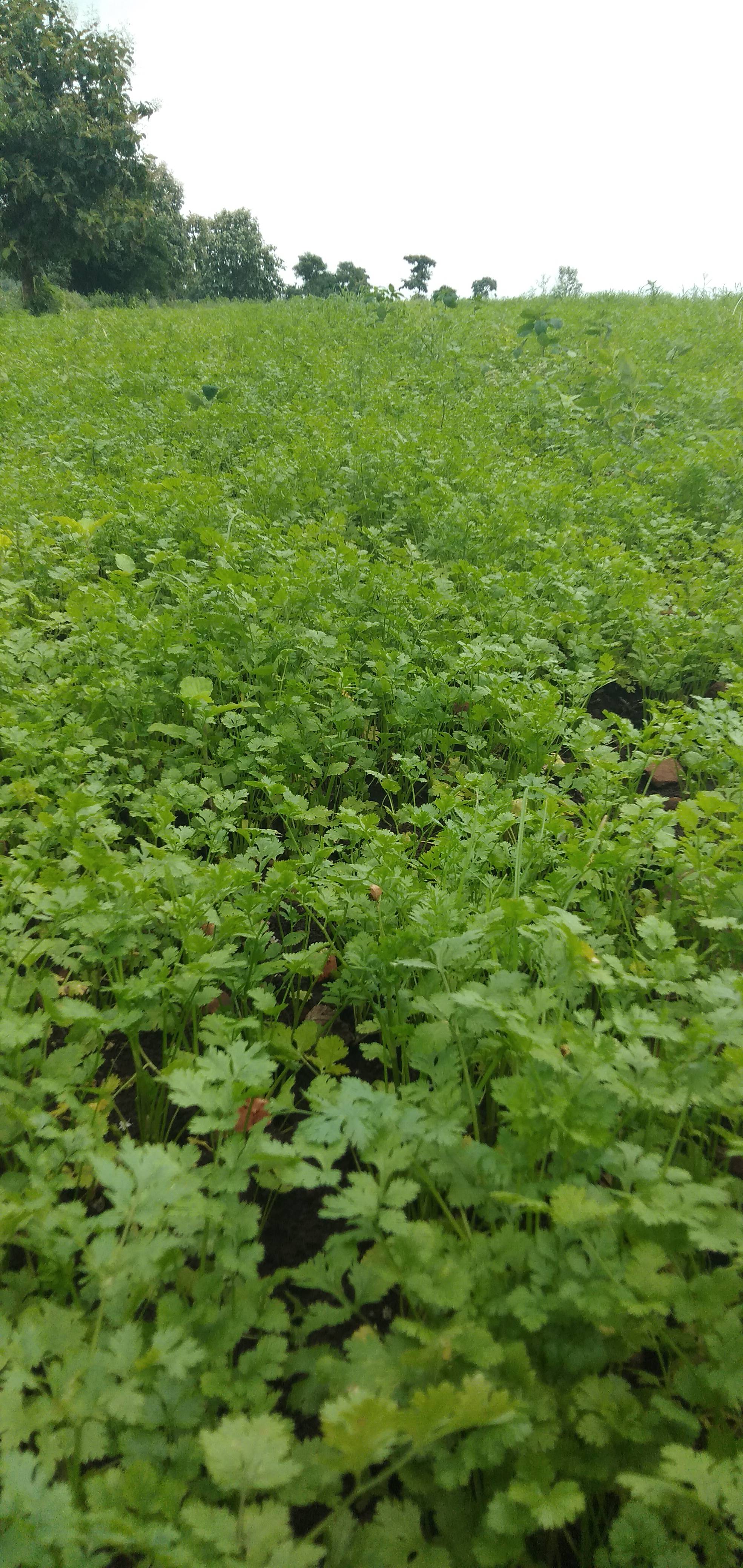 Coriander Leave बिक्री के लिए, बैतूल, मध्य प्रदेश