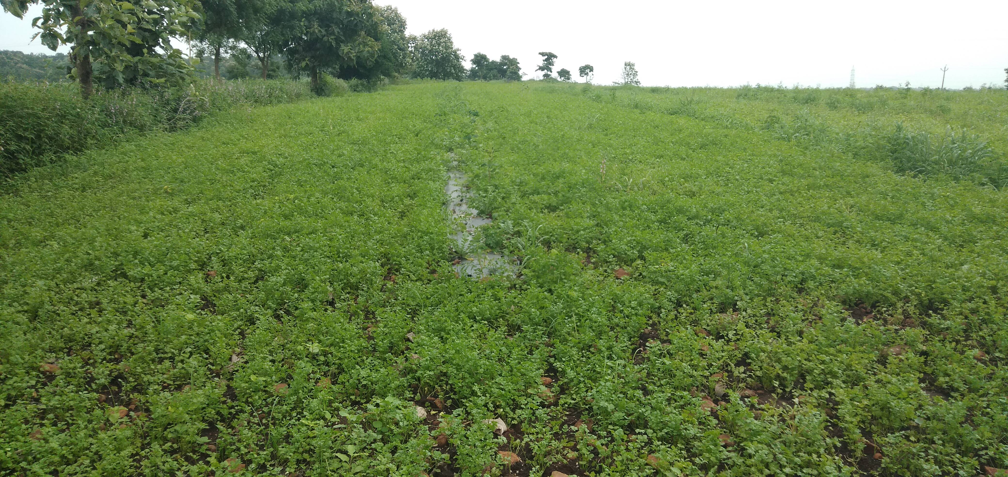 Coriander Leave बिक्री के लिए, बैतूल, मध्य प्रदेश