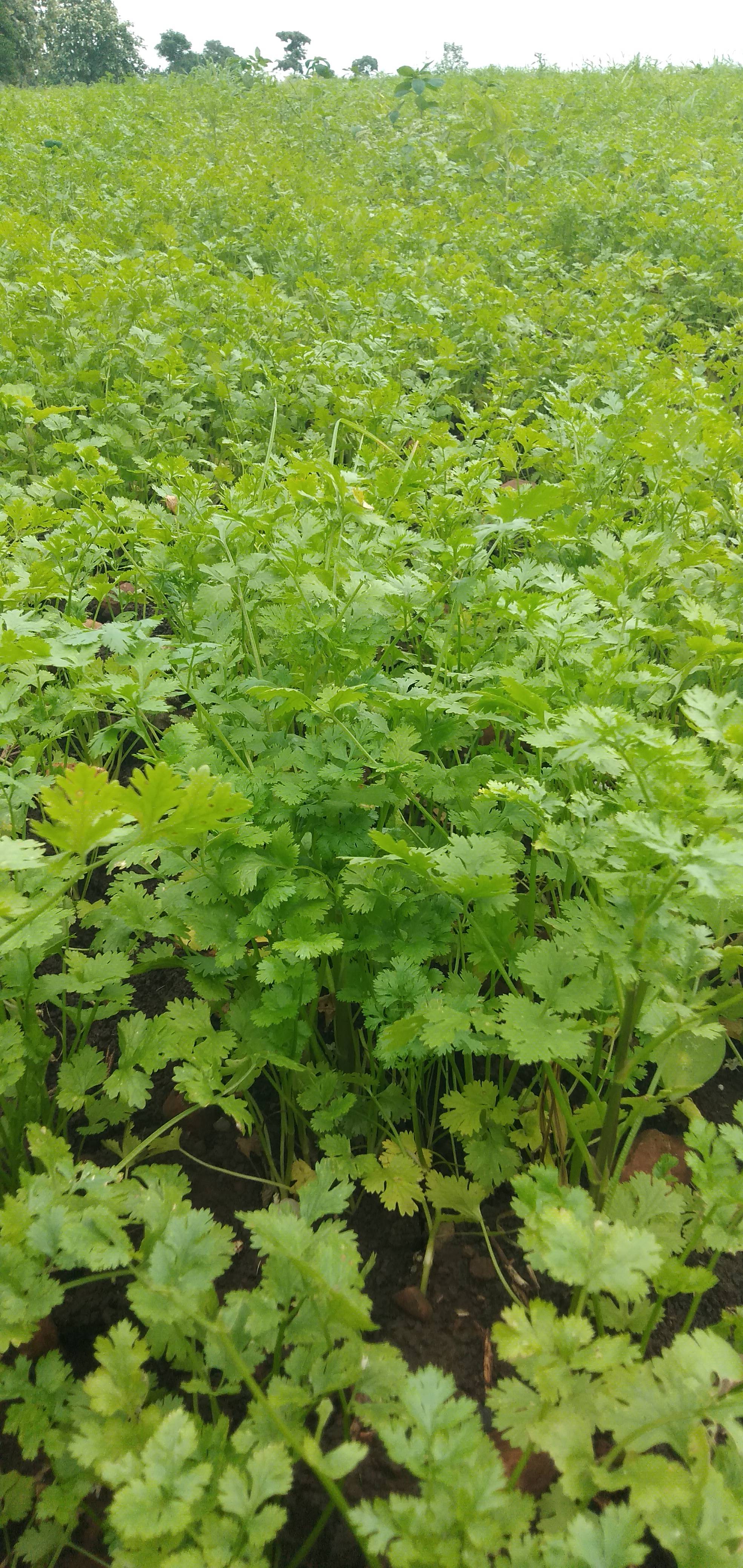 Coriander Leave बिक्री के लिए, बैतूल, मध्य प्रदेश