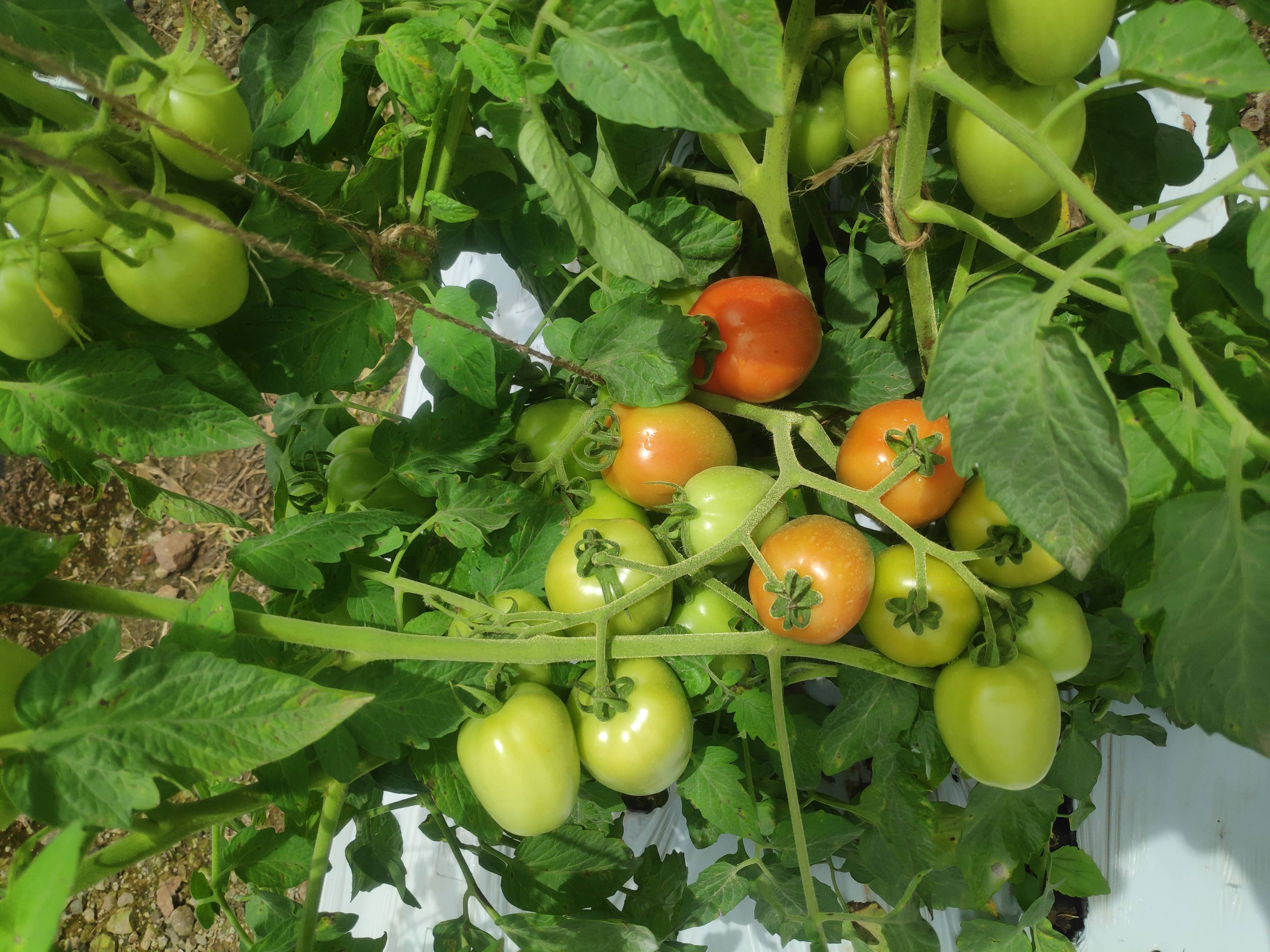 Atharva Tomato विक्रीसाठी, सांगली, महाराष्ट्र
