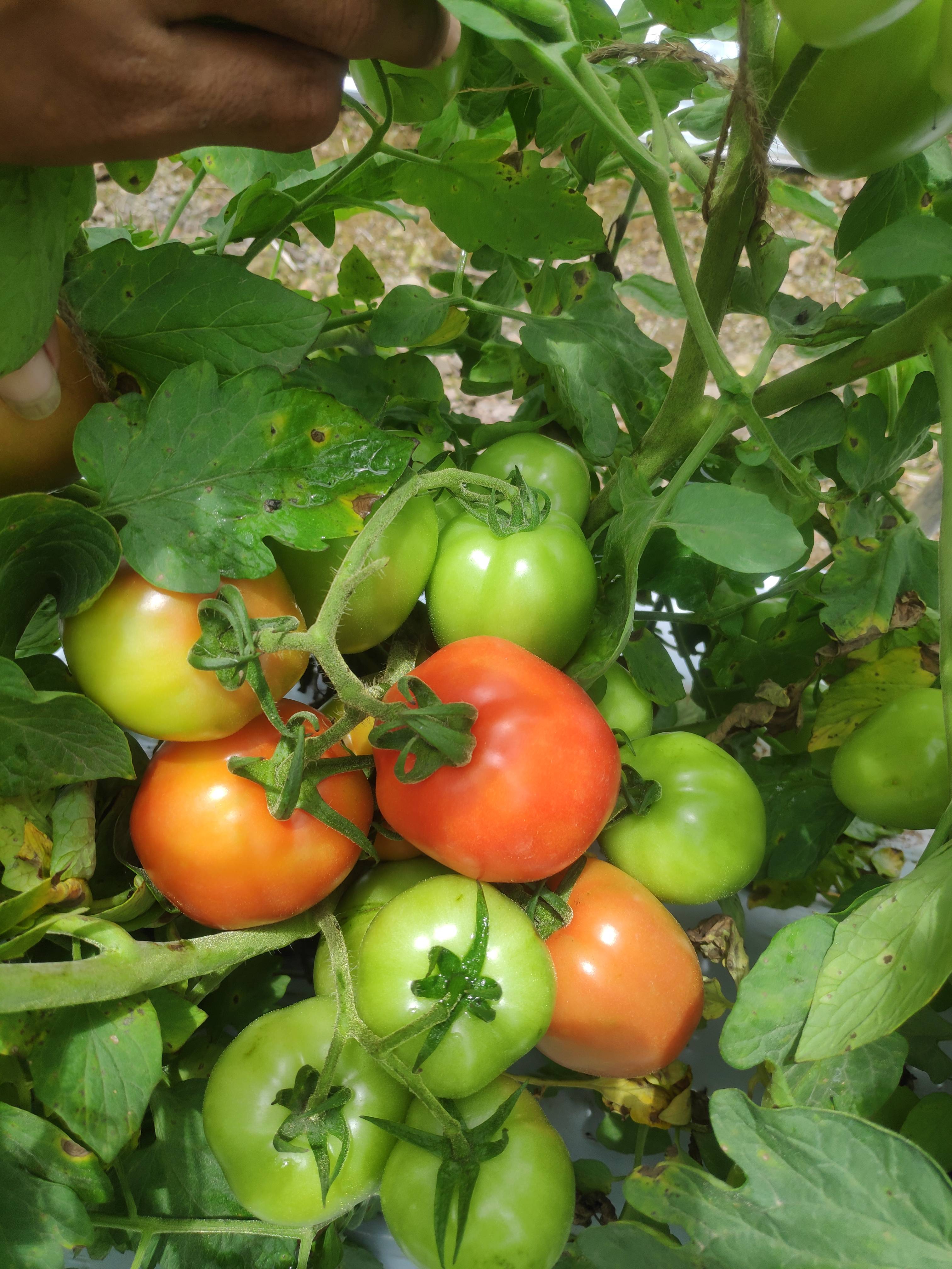 Atharva Tomato विक्रीसाठी, सांगली, महाराष्ट्र