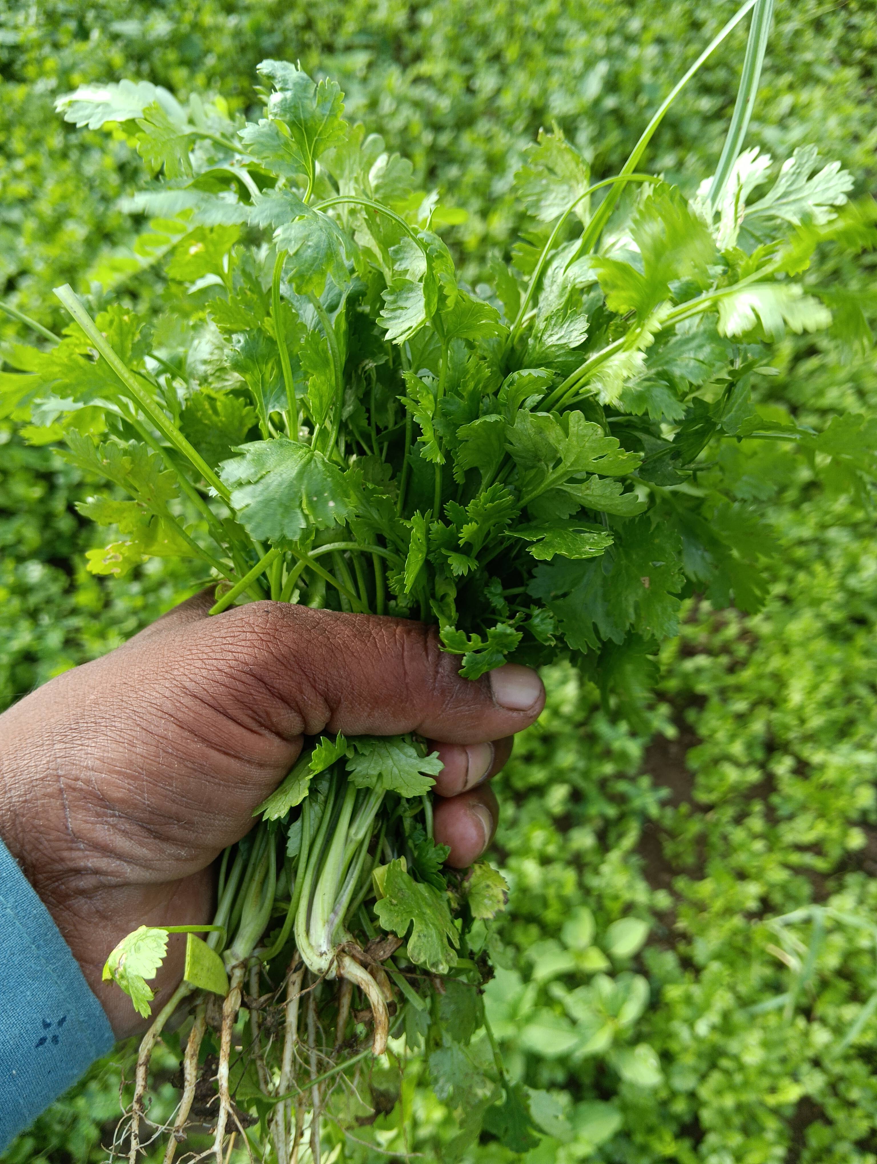 Coriander Leave for sale in Buldhana, Maharashtra