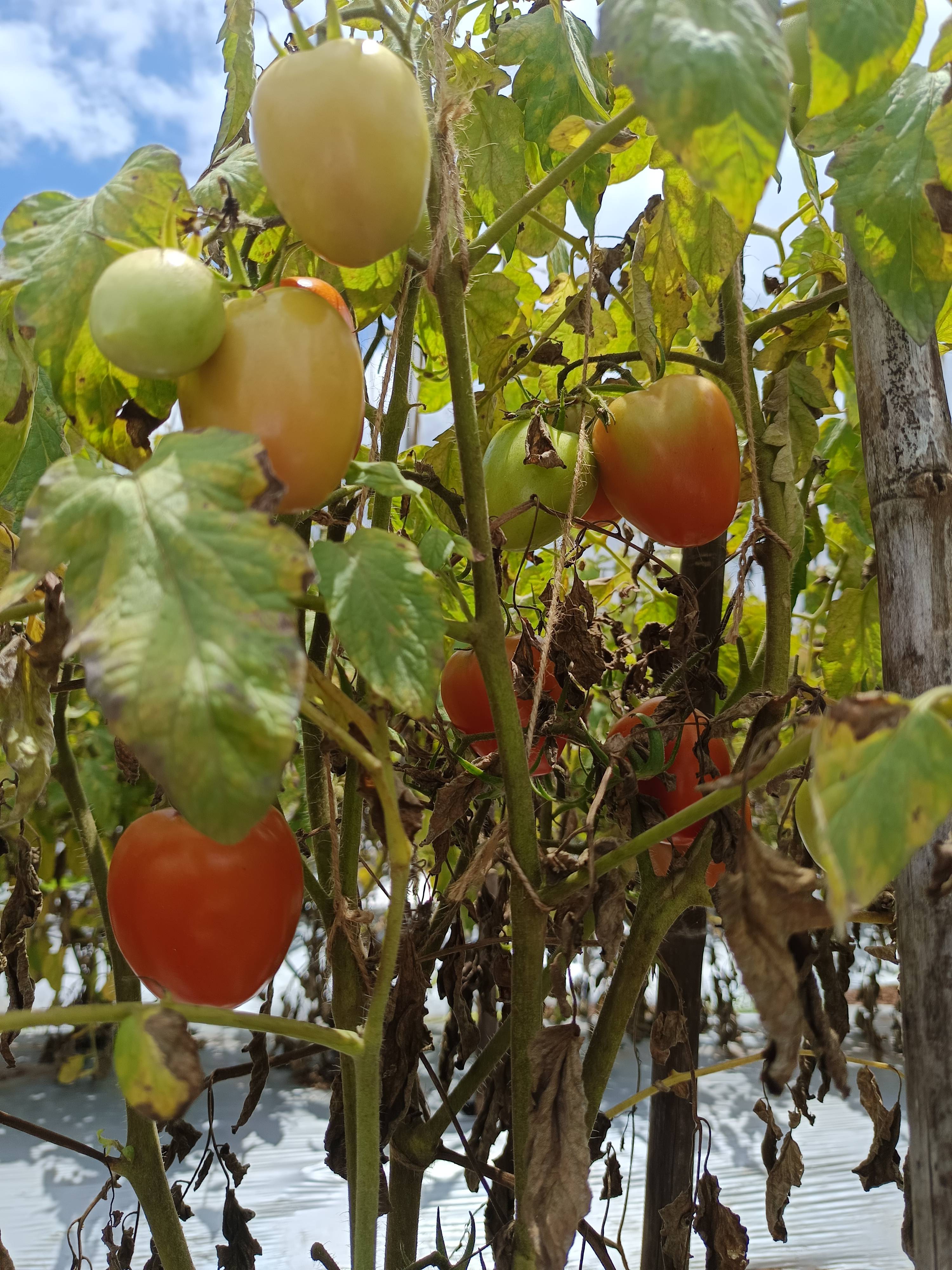 Atharva Tomato हवे आहे, सातारा, महाराष्ट्र