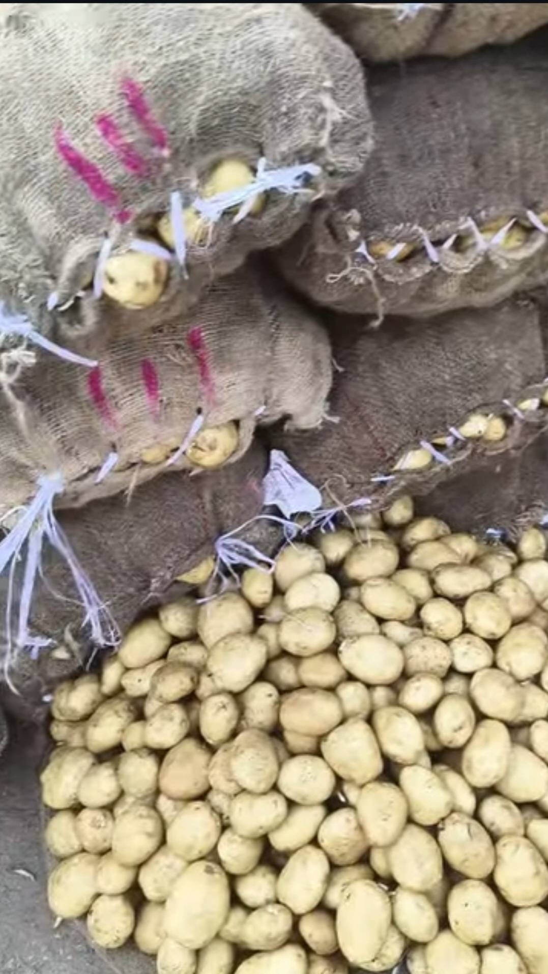 Kufri Bahar for sale in Nashik, Maharashtra