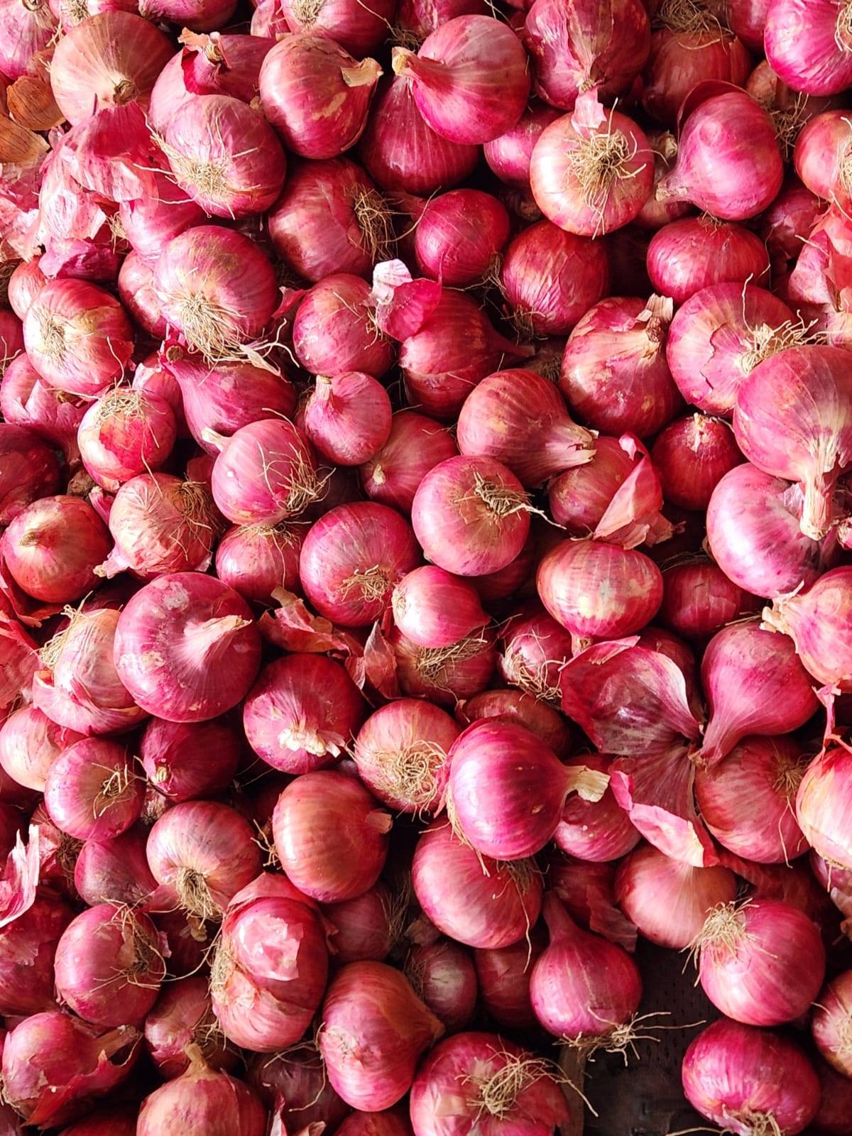 Red Onion बिक्री के लिए, नासिक, महाराष्ट्र