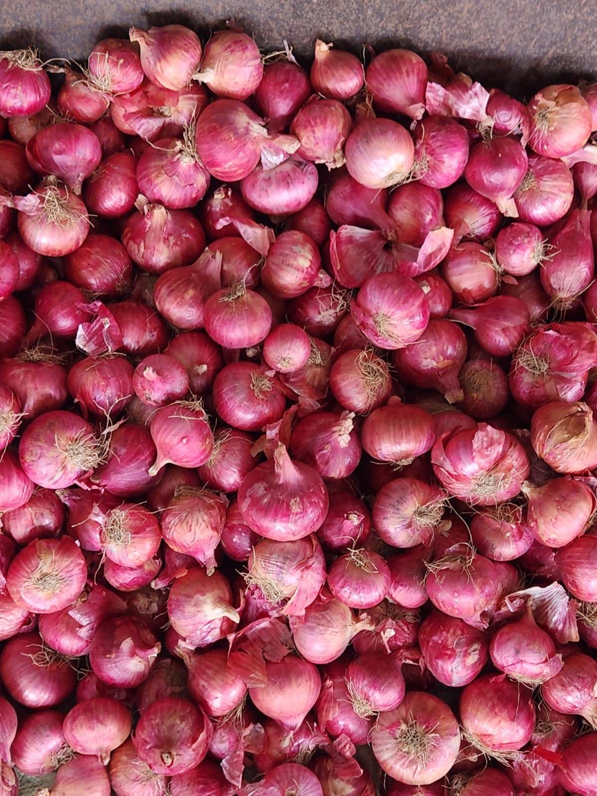 Red Onion बिक्री के लिए, नासिक, महाराष्ट्र